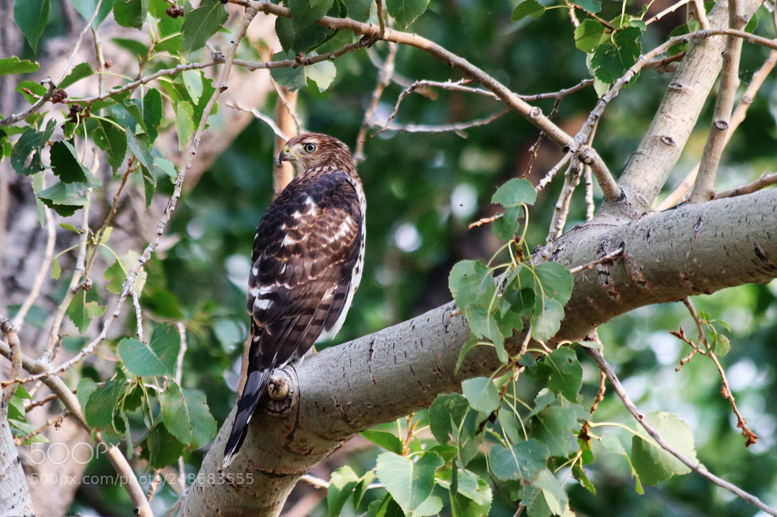 Canon EOS 80D sample photo. Cooper's hawk photography