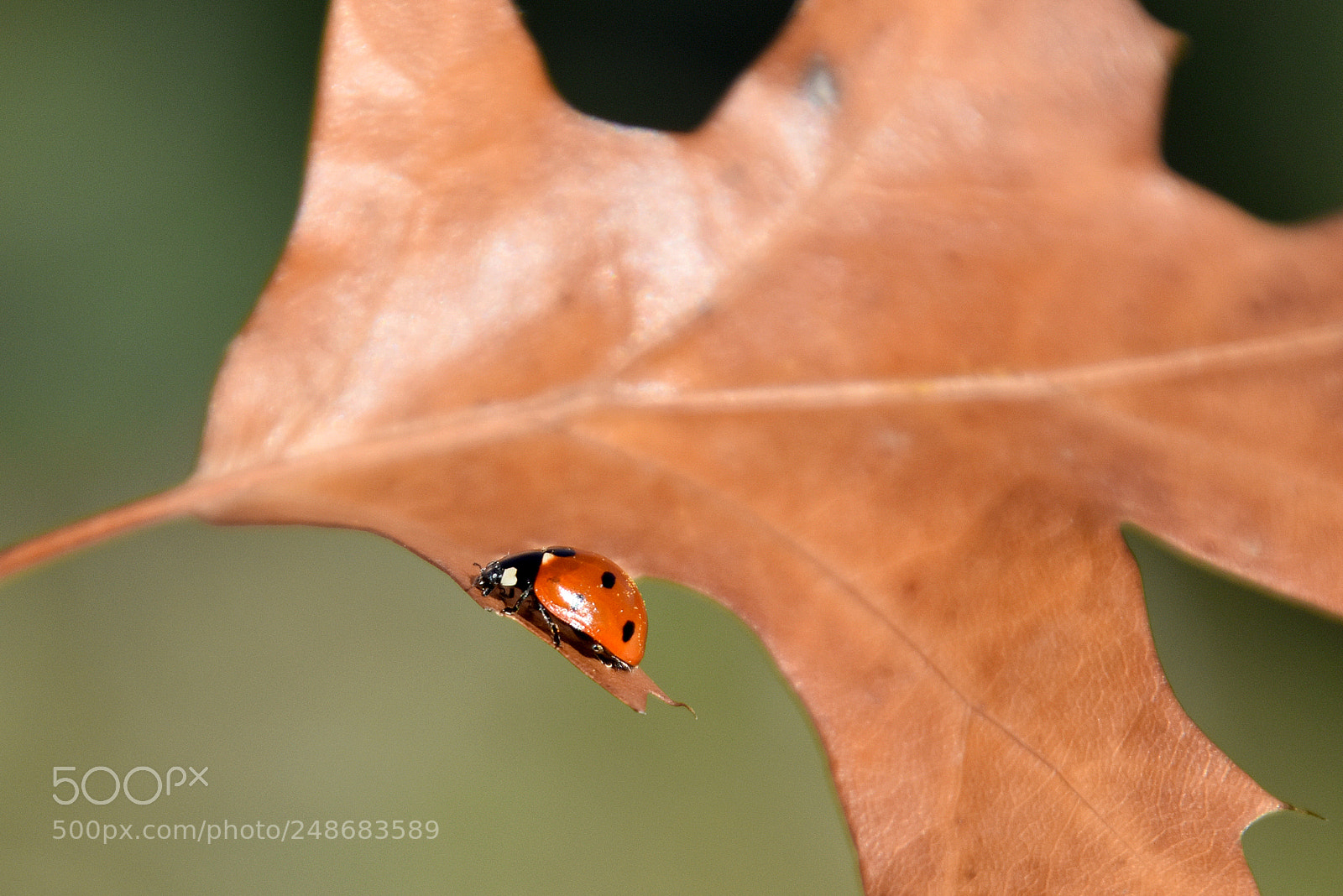 Nikon D5500 sample photo. Al filo photography