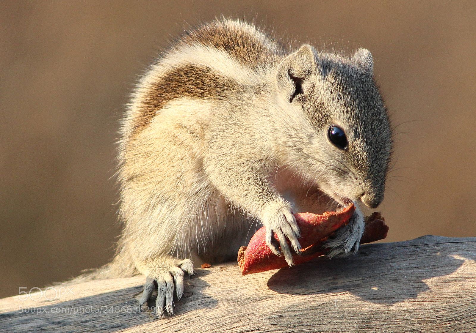 Canon EOS 1200D (EOS Rebel T5 / EOS Kiss X70 / EOS Hi) sample photo. Squirrel photography