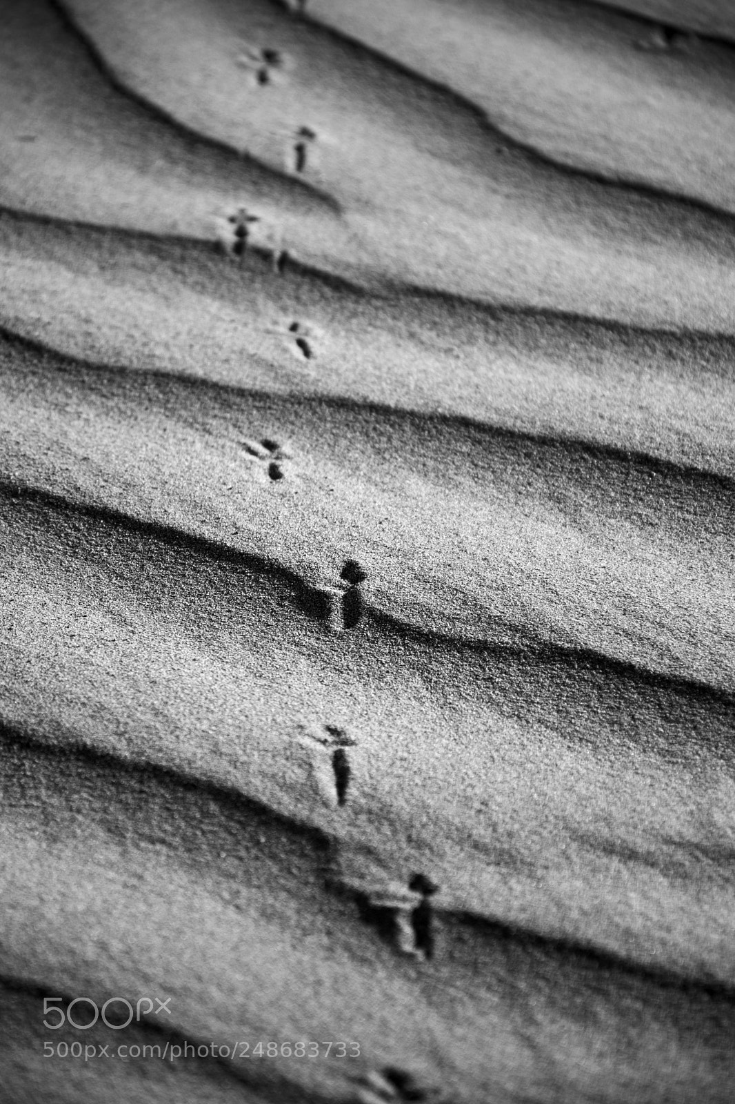 Nikon D5300 sample photo. Footprint photography