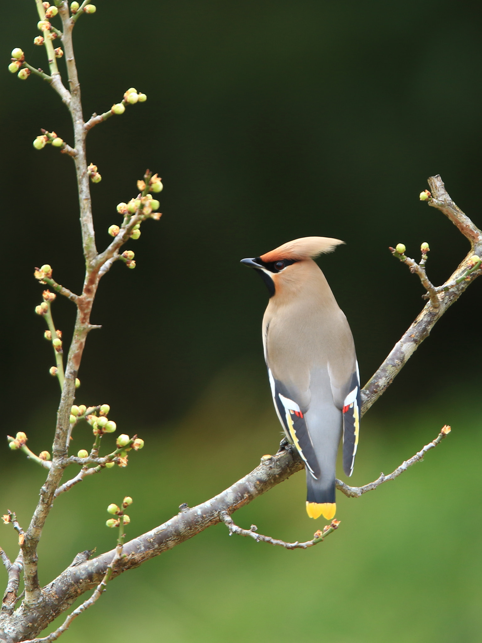 Canon EF 400mm F2.8L IS USM sample photo. Bohemian waxwing  キレンジャク photography