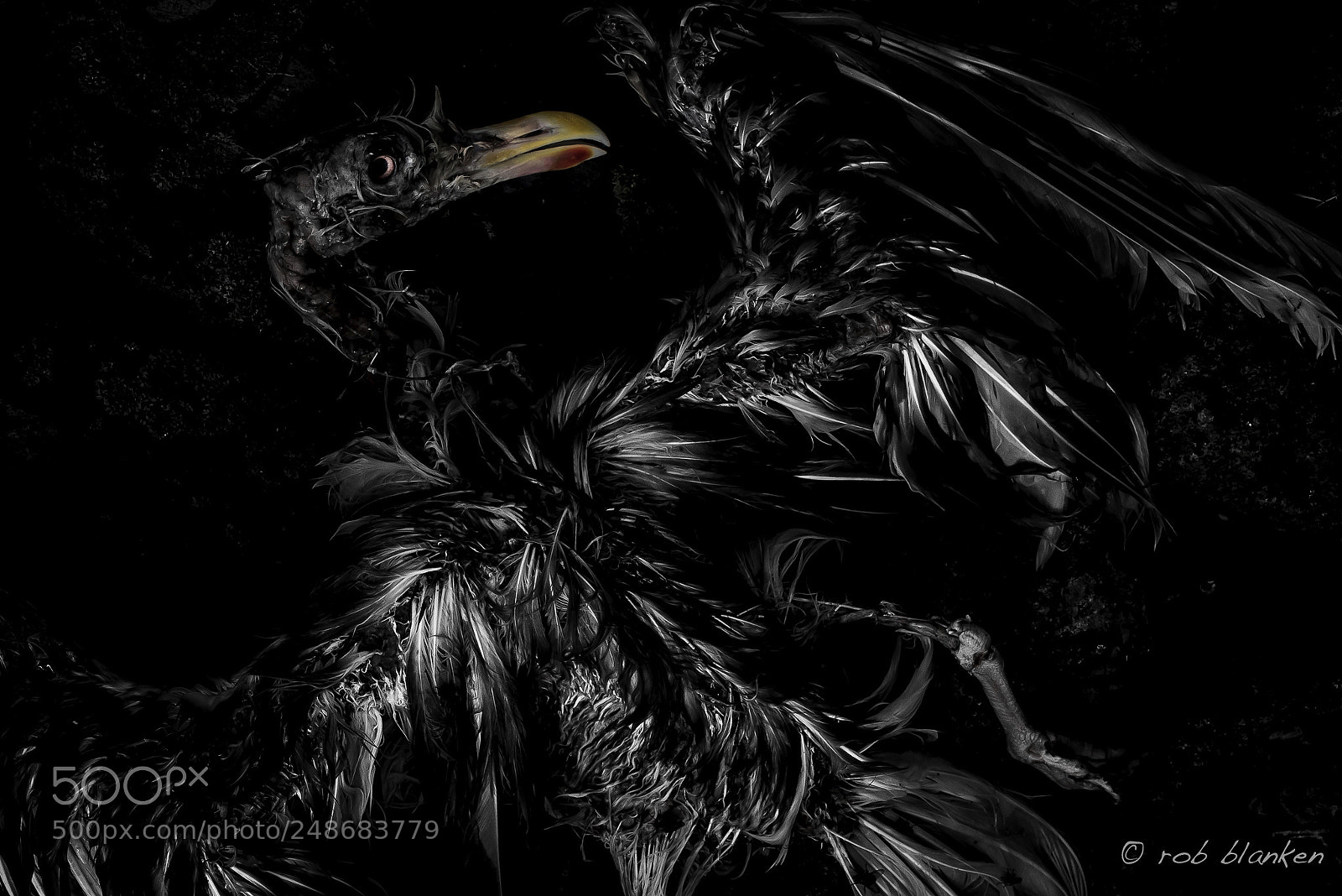 Nikon D810 sample photo. Ghostbird (4) photography