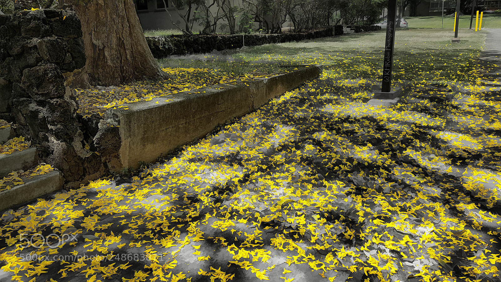 Samsung Galaxy S6 sample photo. Yellow flowers photography