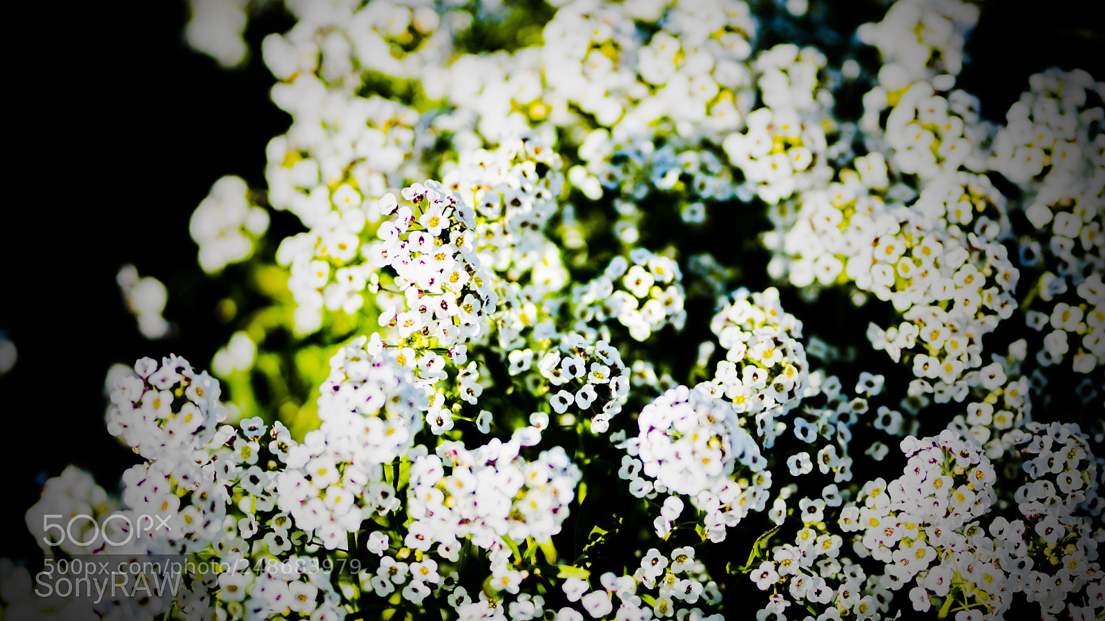 Sony a6500 sample photo. Flowers bed photography