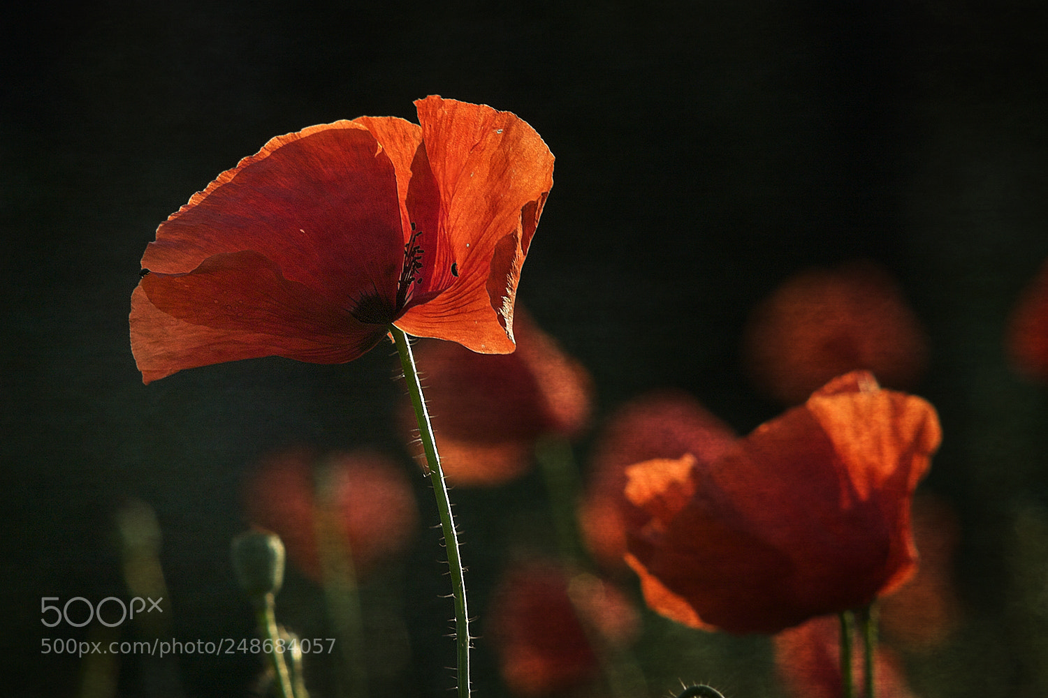 Canon EOS 40D sample photo. In backlight photography