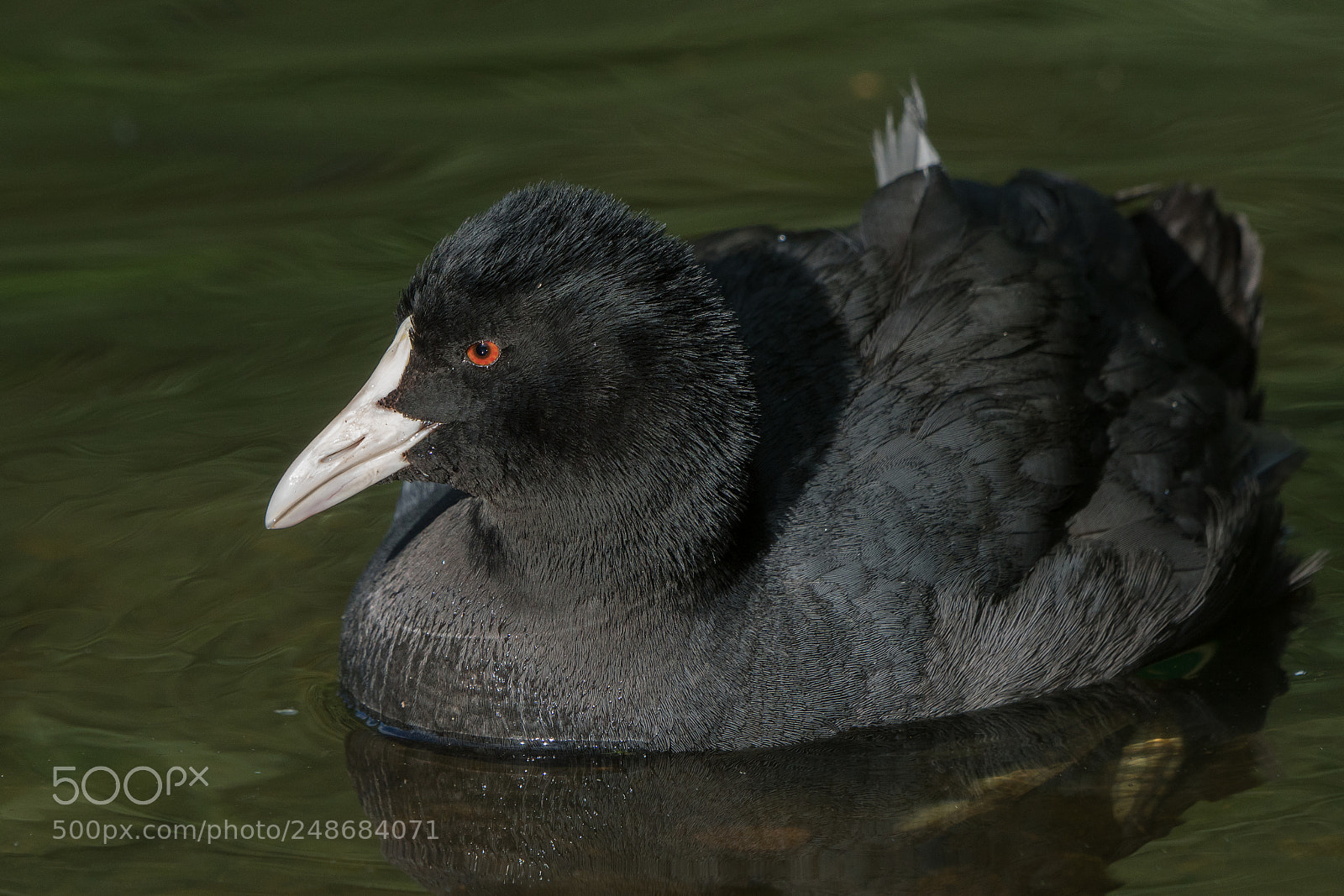 Sony ILCA-77M2 sample photo. Coot up close photography