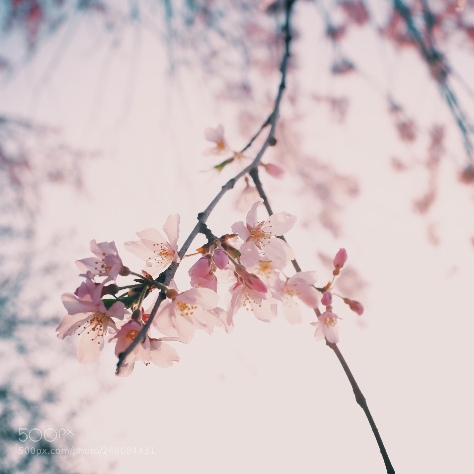 Fujifilm X100T sample photo. From spring photography