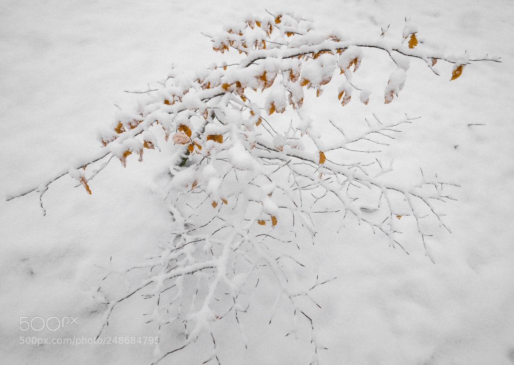 Olympus OM-D E-M1 sample photo. Winter photography