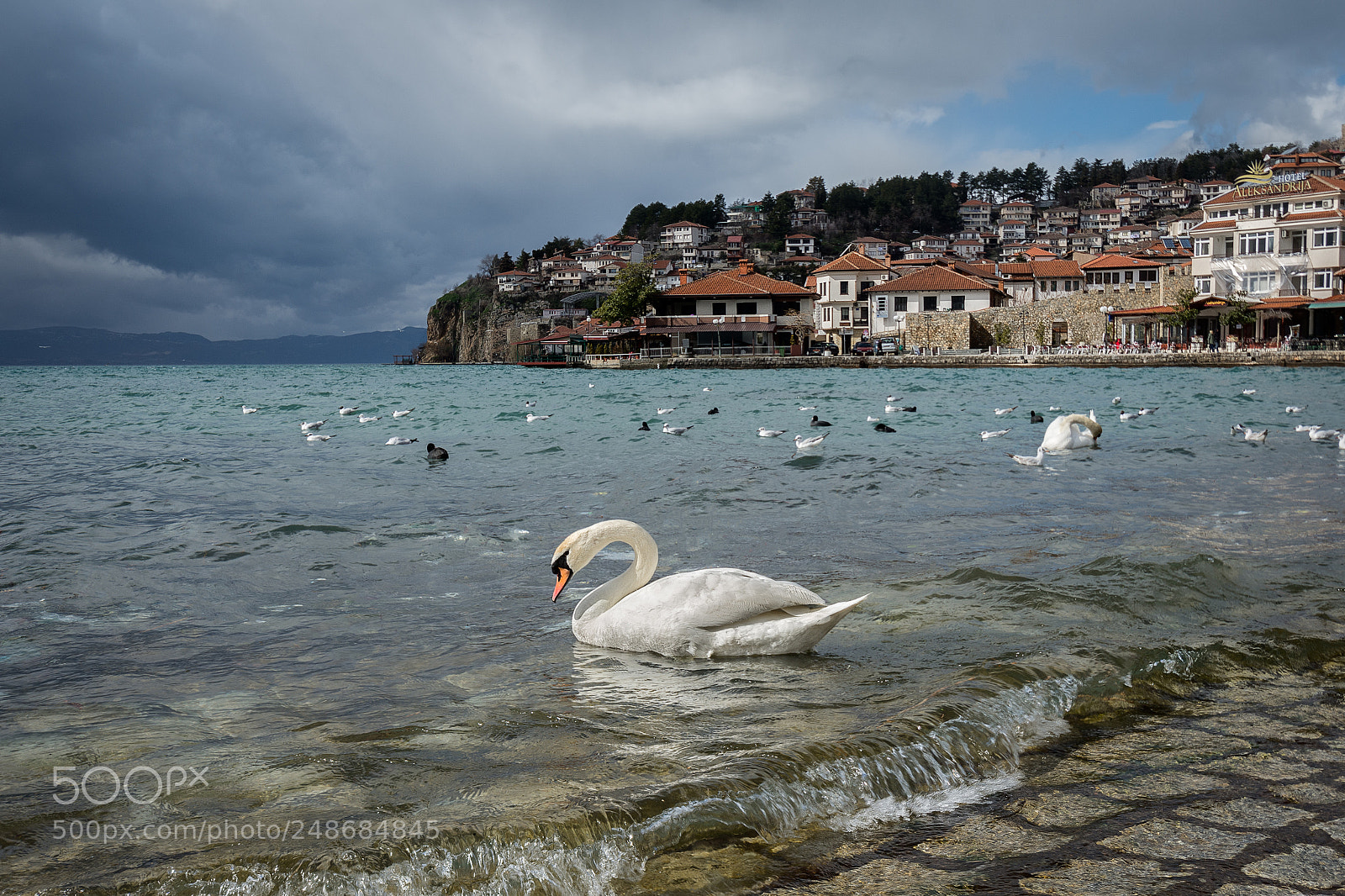 Nikon D7200 sample photo. Swan lake photography