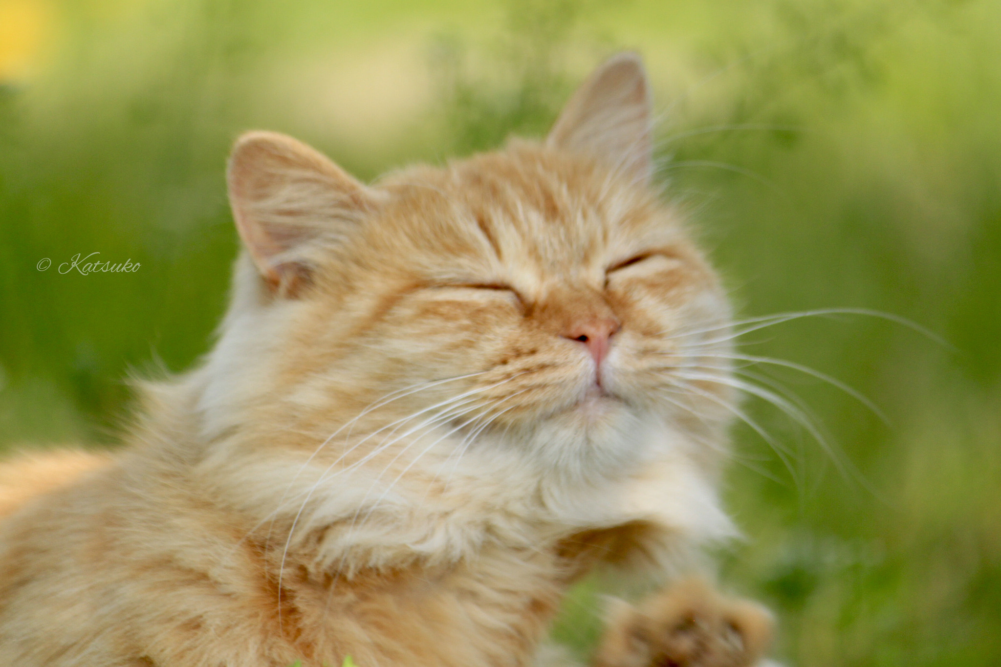 Canon EOS 500D (EOS Rebel T1i / EOS Kiss X3) sample photo. ⭐️茶トラ 猫 photography