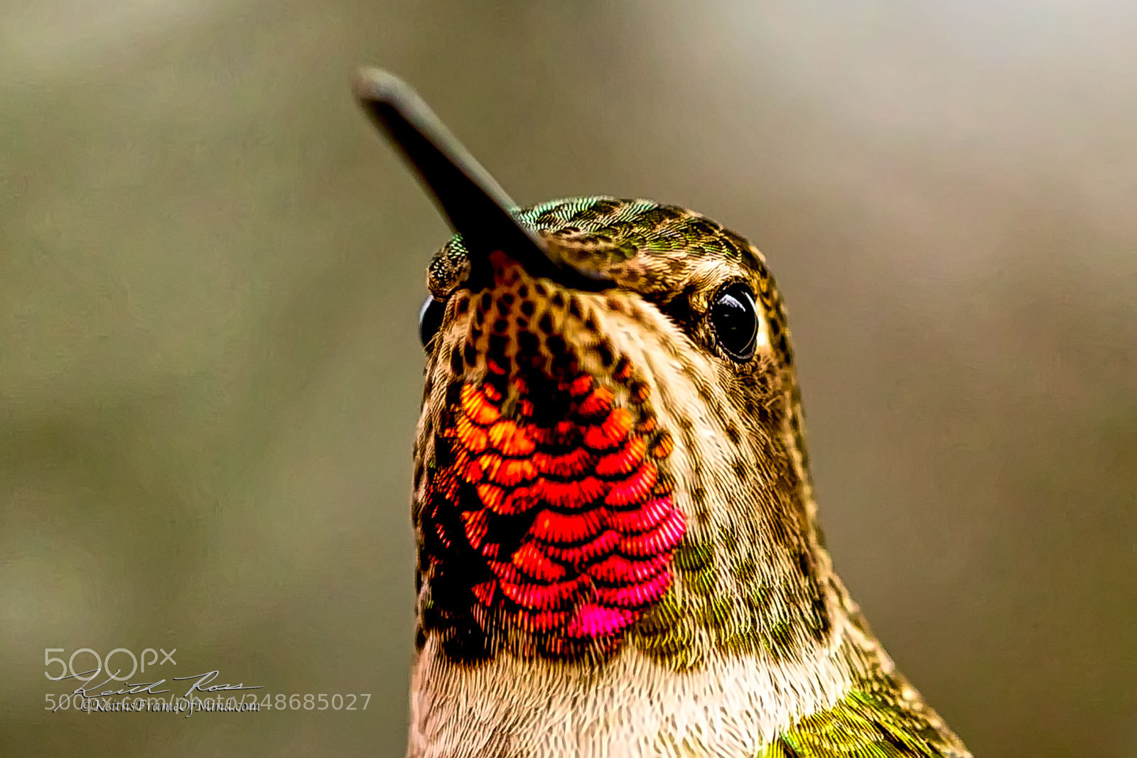 Canon EOS-1D X Mark II sample photo. 255. anna's hummingbird- sequim wa photography
