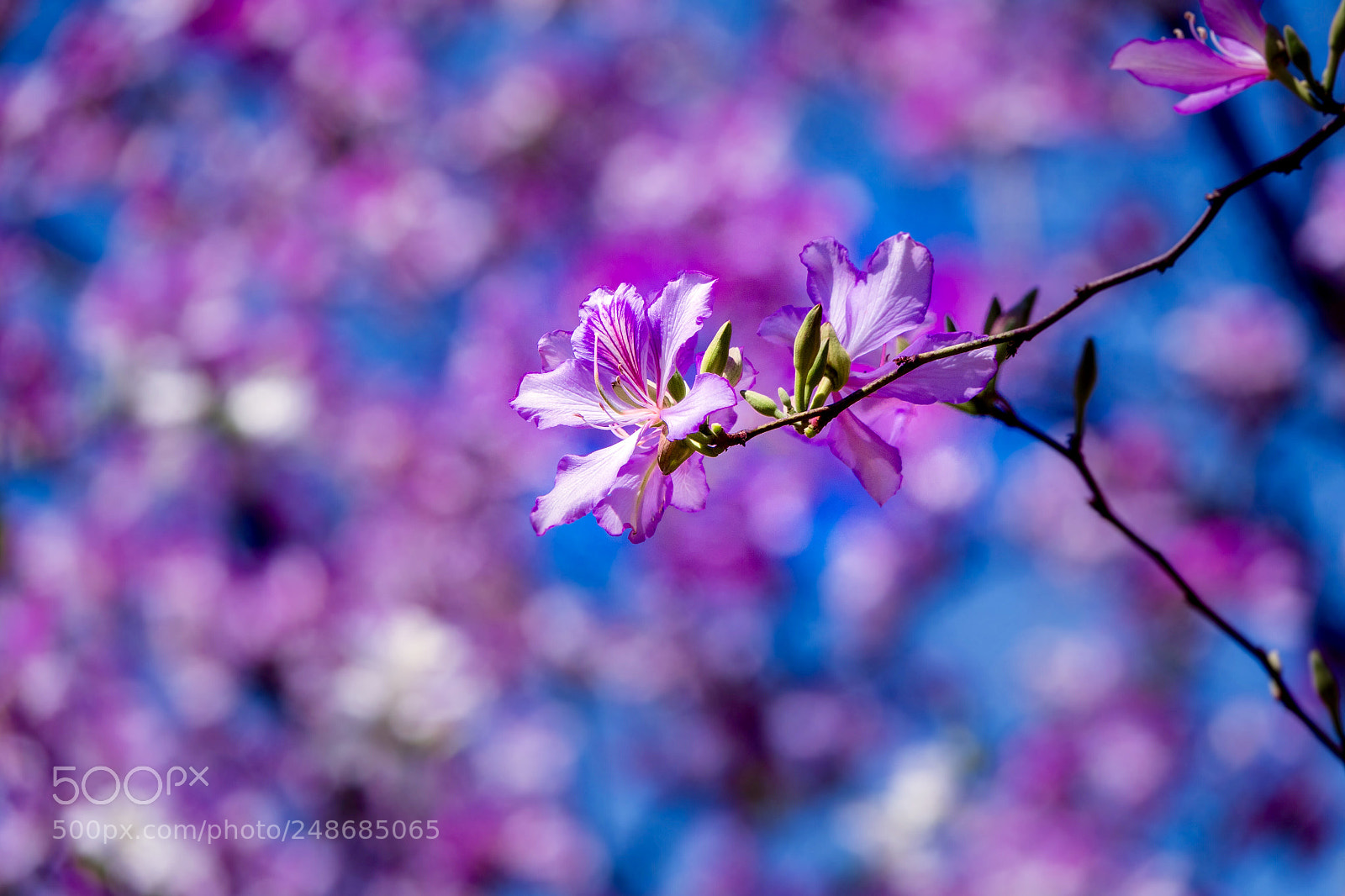 Sony Cyber-shot DSC-RX10 III sample photo. Redbud photography