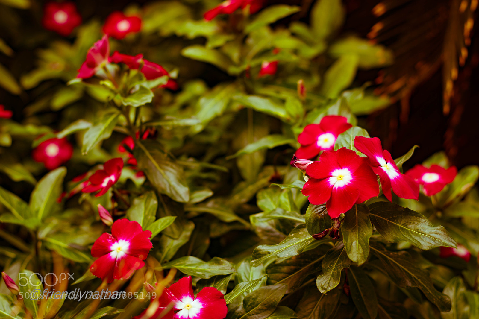 Canon EOS 77D (EOS 9000D / EOS 770D) sample photo. Vibrant flower photography