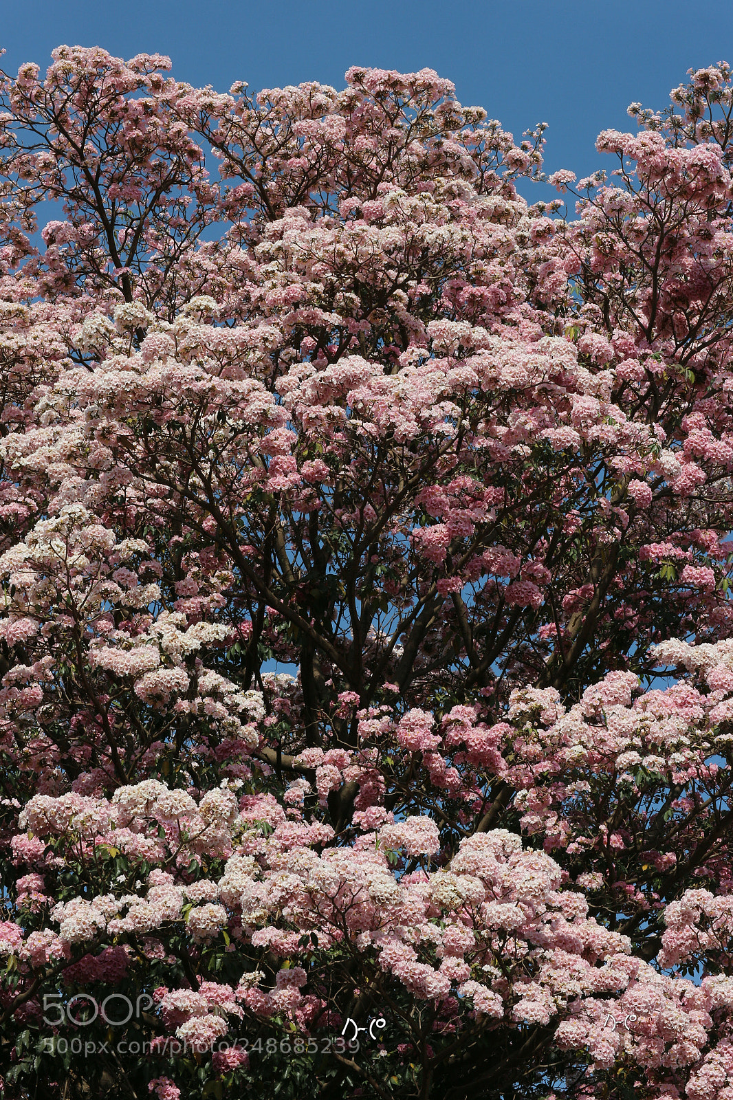 Canon EOS M10 sample photo. Blast of spring photography