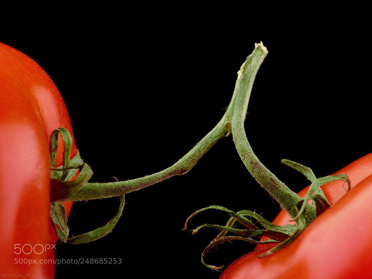 Panasonic Lumix DMC-FZ1000 sample photo. Two tomatoes on stem photography