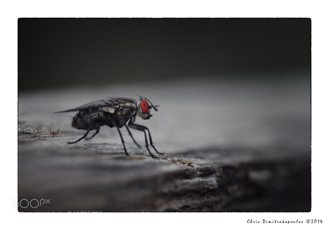 Nikon D7000 sample photo. The red eyes photography