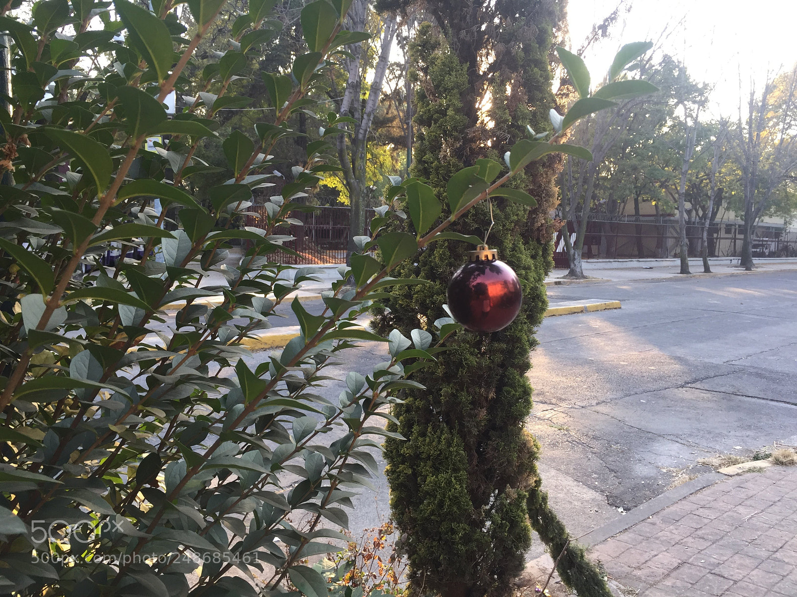 Apple iPhone 6 sample photo. Christmas photography
