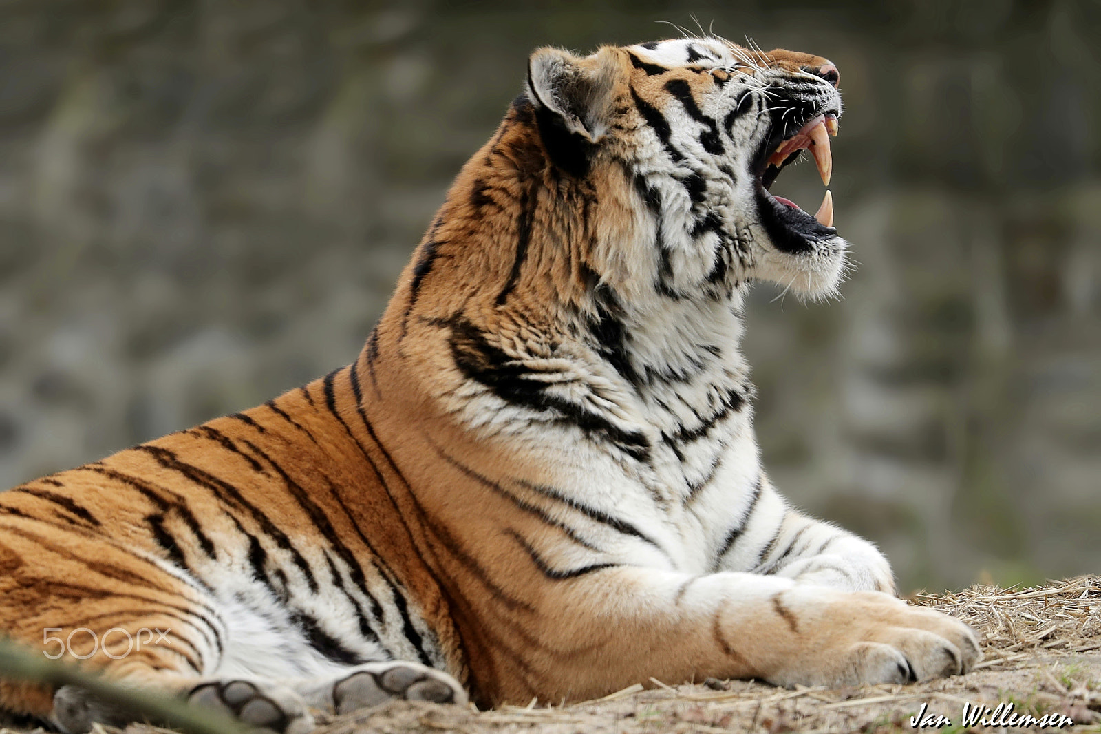 Canon EOS-1D X Mark II + Canon EF 300mm F2.8L IS II USM sample photo. Amur tiger photography