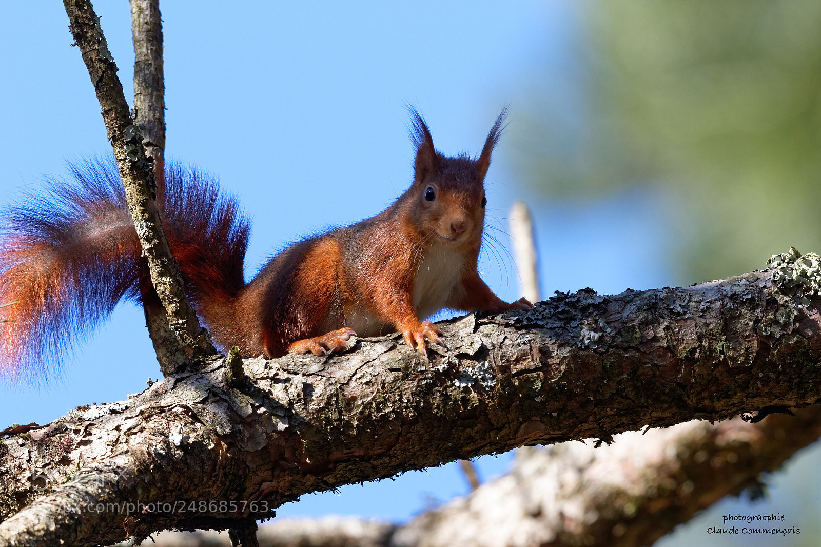 Canon EOS 7D Mark II sample photo. Le curieux l' cureuil photography