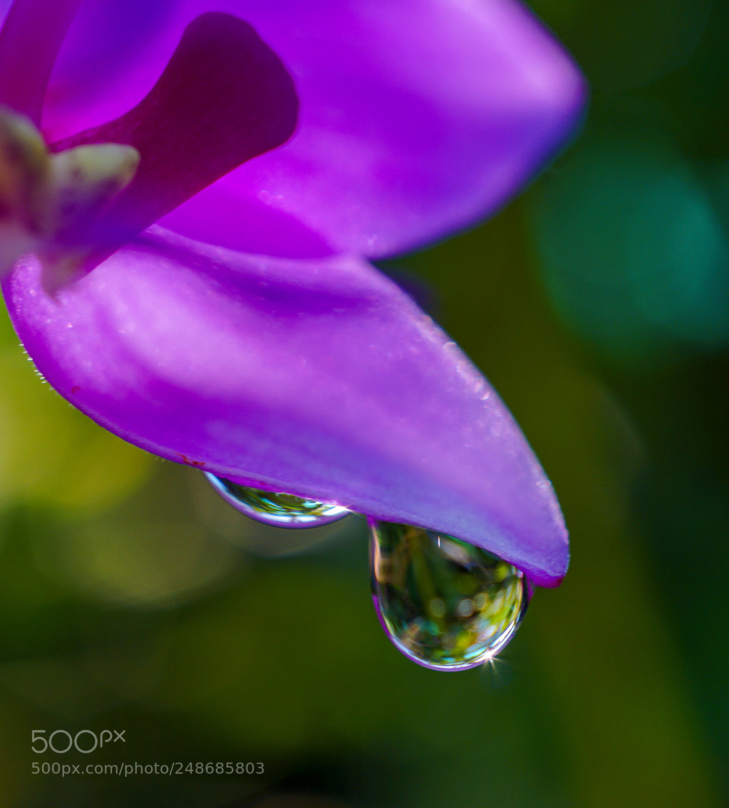 Sony a6000 sample photo. In droplets photography
