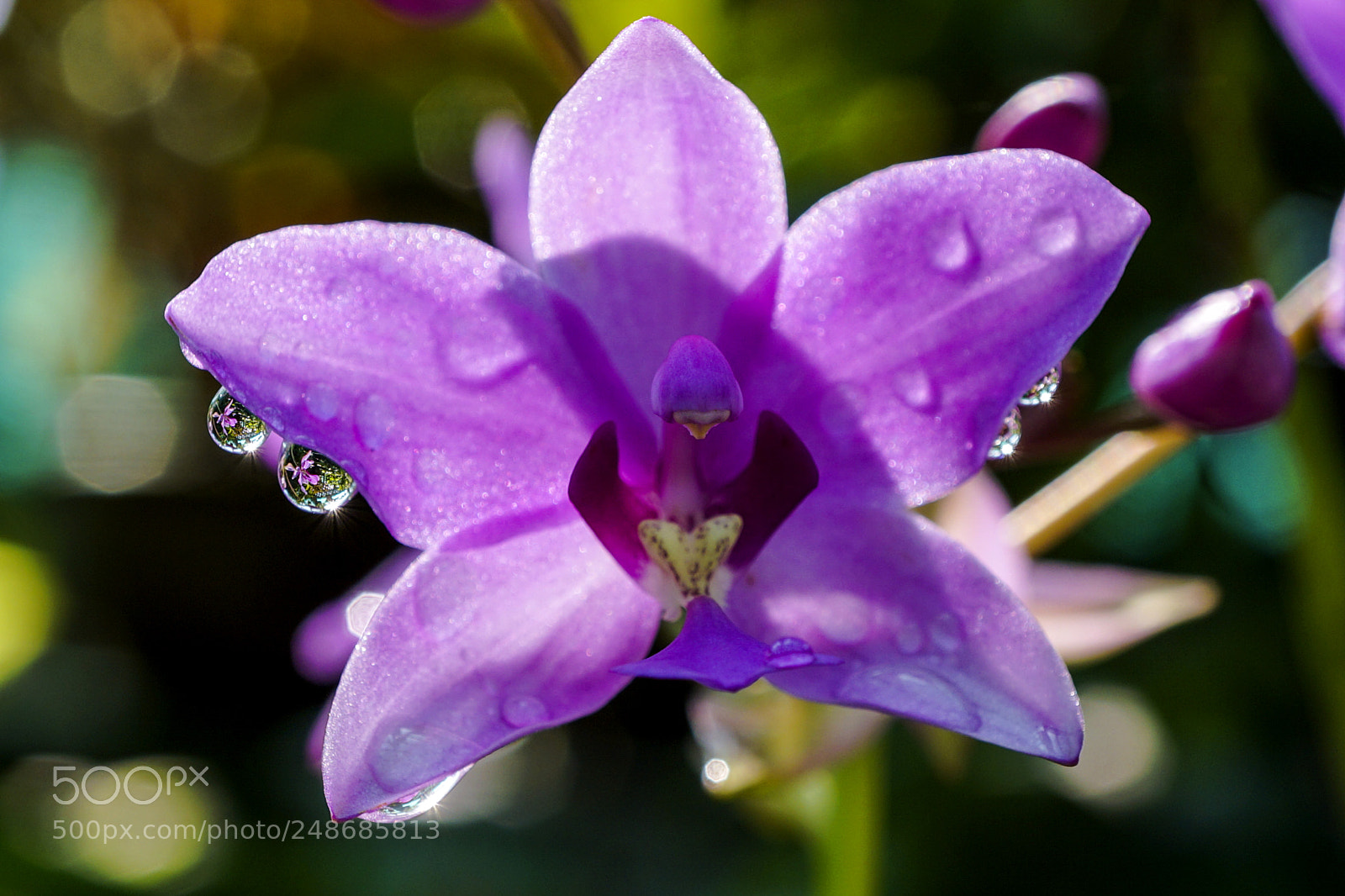 Sony a6000 sample photo. In droplets photography