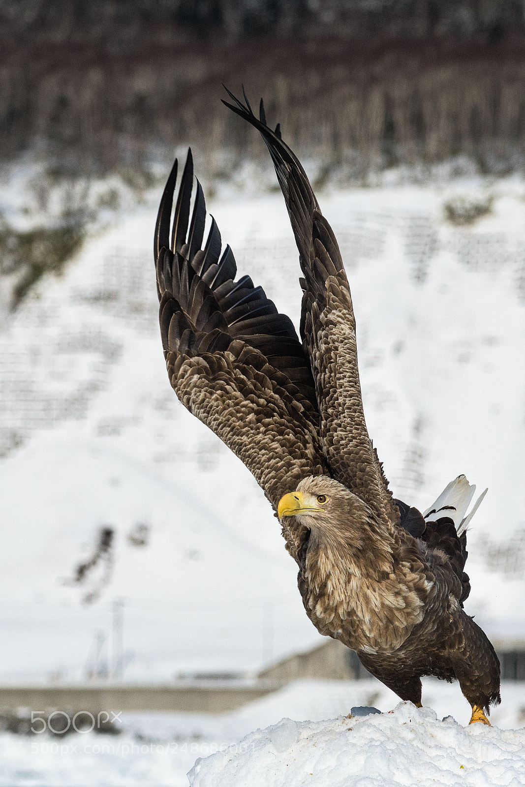 Nikon D500 sample photo. Just before taking off photography