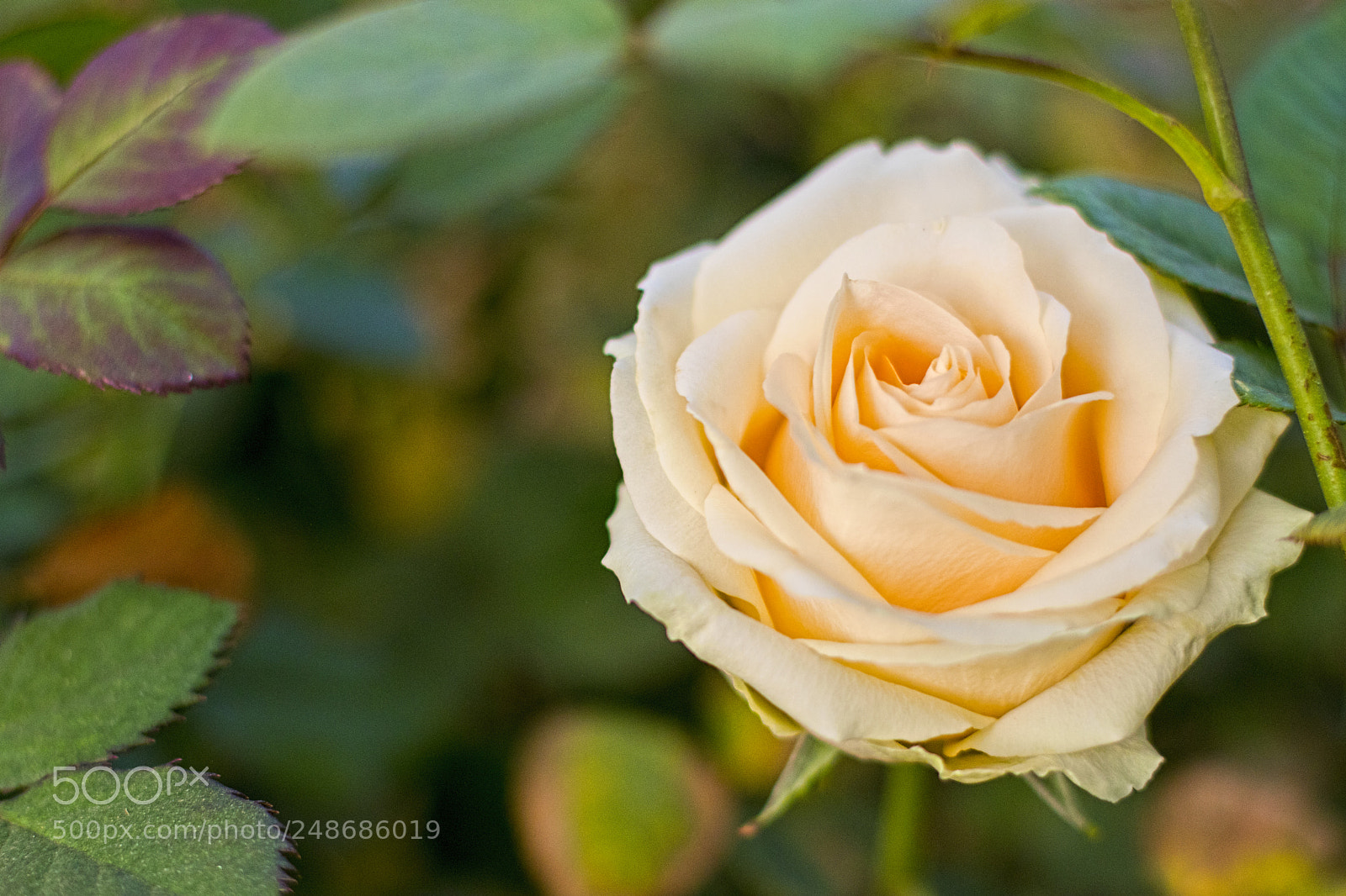 Canon EOS 80D sample photo. Untitled photography