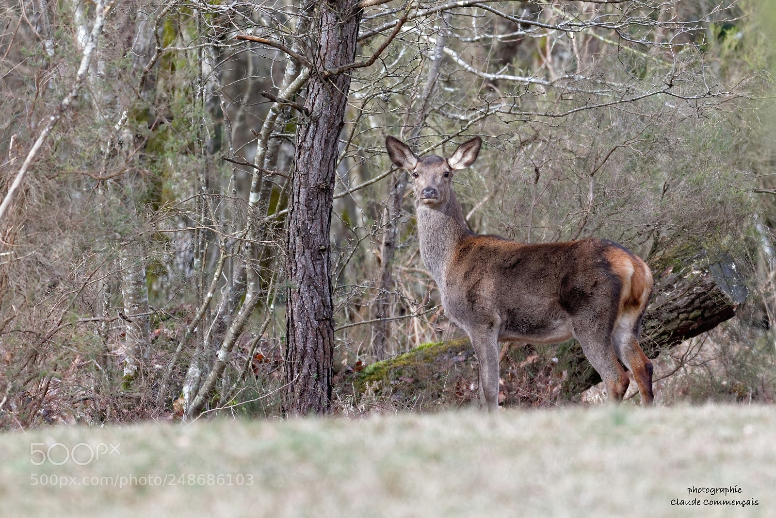 Canon EOS 7D Mark II sample photo. Beautiful lady ............biche elaphe photography