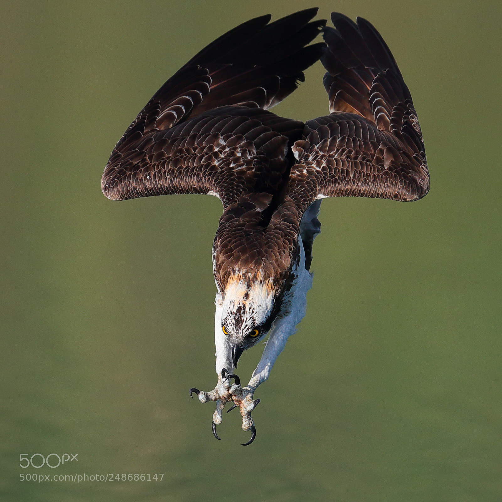 Canon EOS-1D X Mark II sample photo. Osprey photography