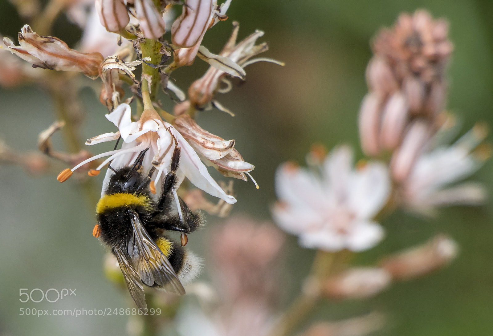 Canon EOS 77D (EOS 9000D / EOS 770D) sample photo. Spring photography
