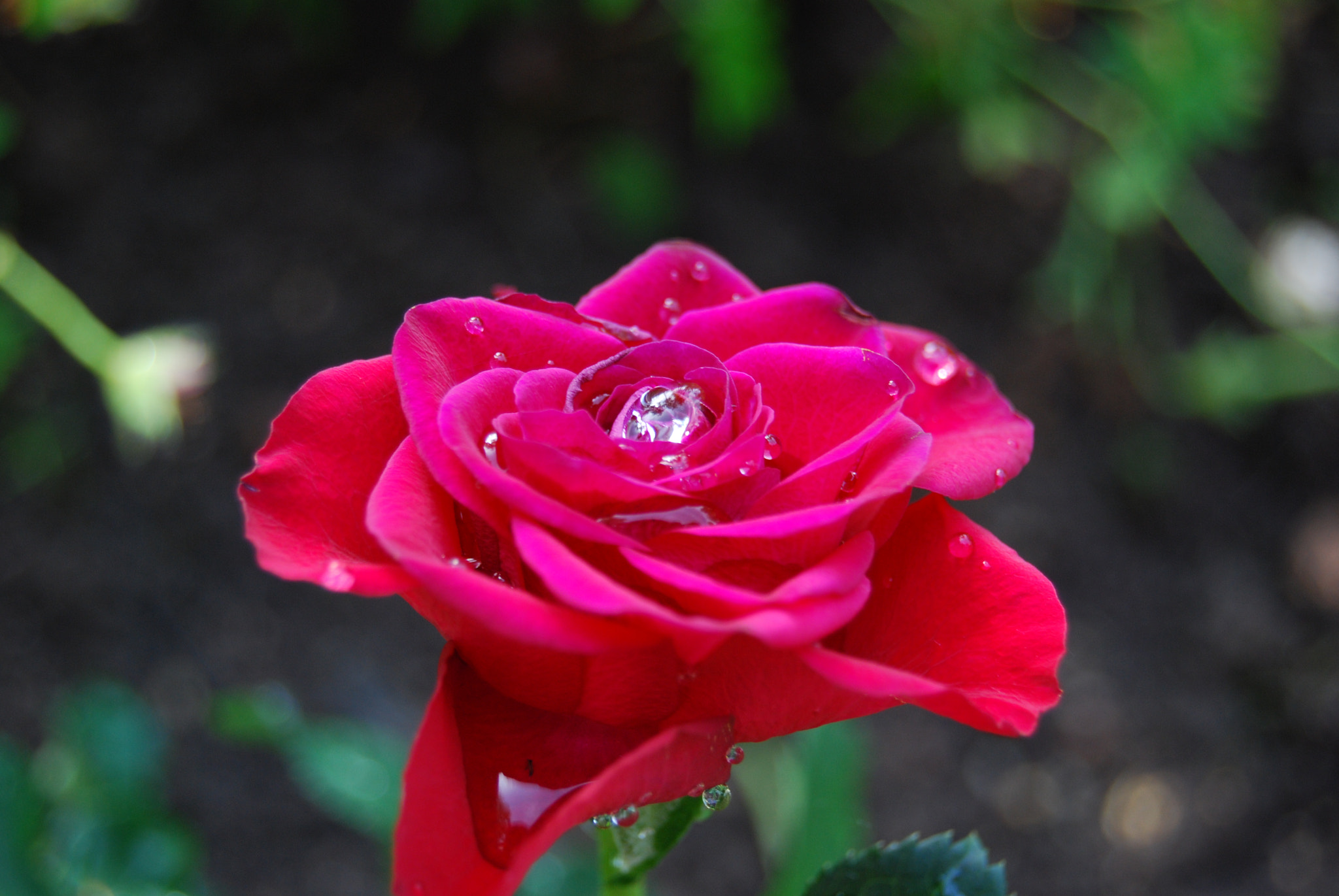 Nikon D80 sample photo. A rose for you photography