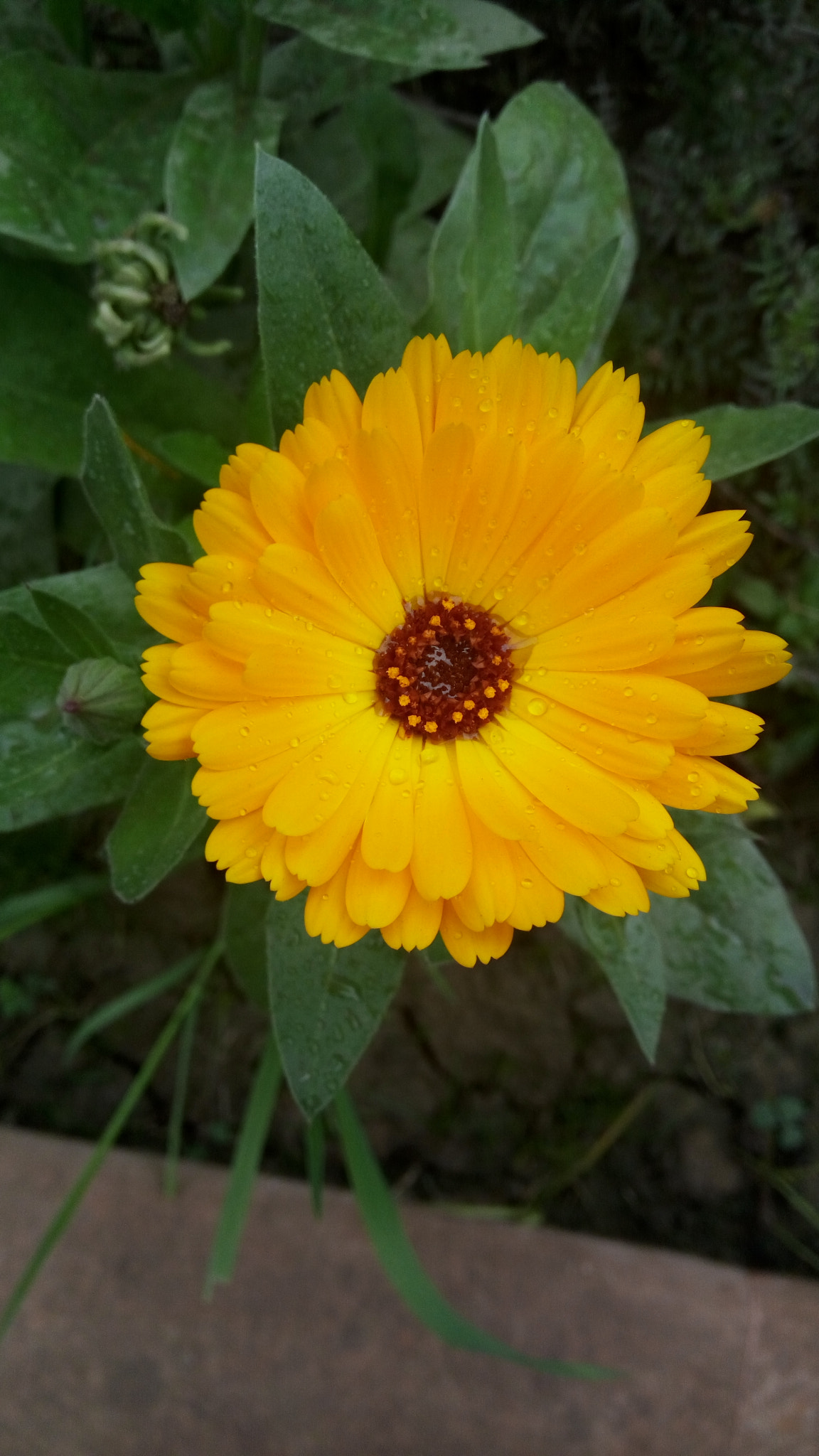 Lenovo VIBE X3 LITE sample photo