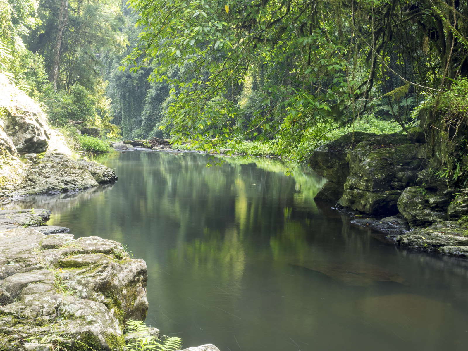 Olympus OM-D E-M1 sample photo. Rain forest reflections photography