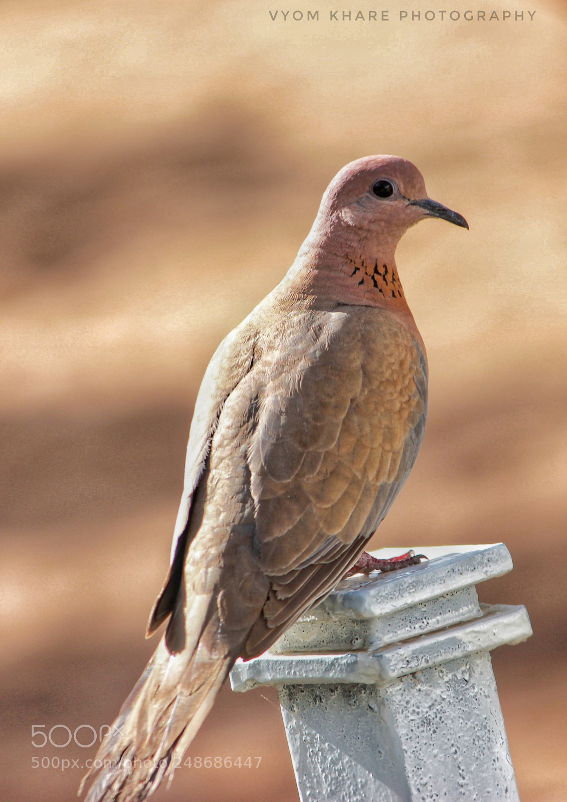 Canon EOS 600D (Rebel EOS T3i / EOS Kiss X5) sample photo. Laughing dove photography