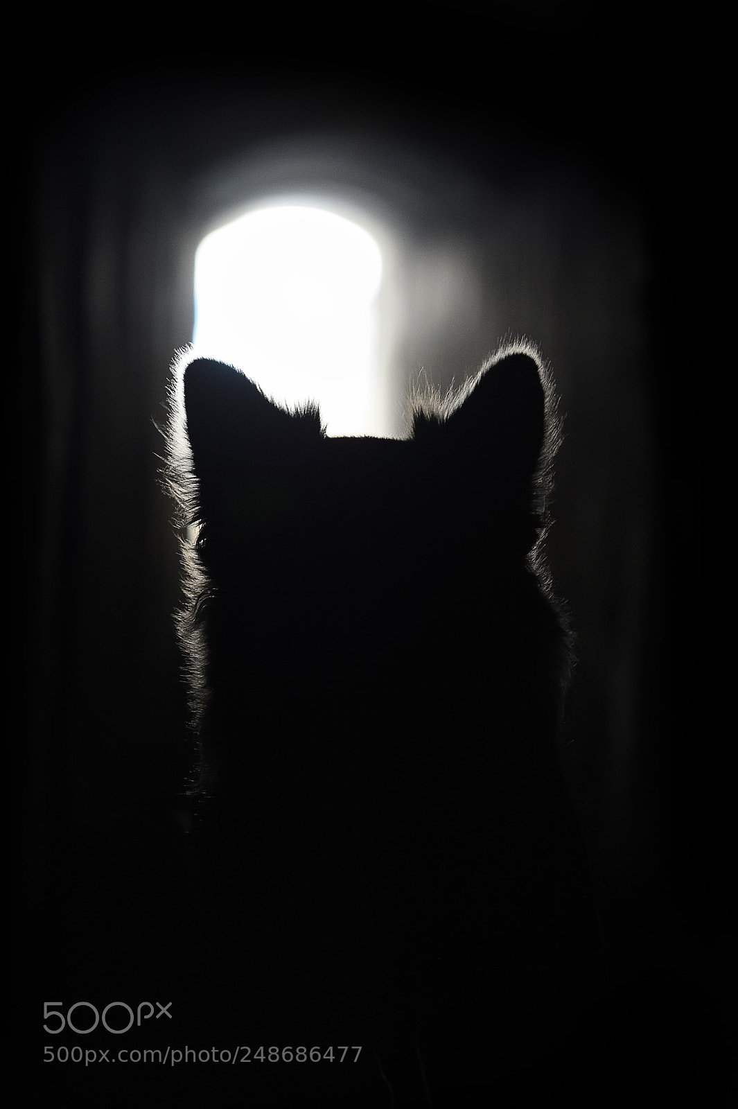 Nikon D4S sample photo. Aussie in the dark photography