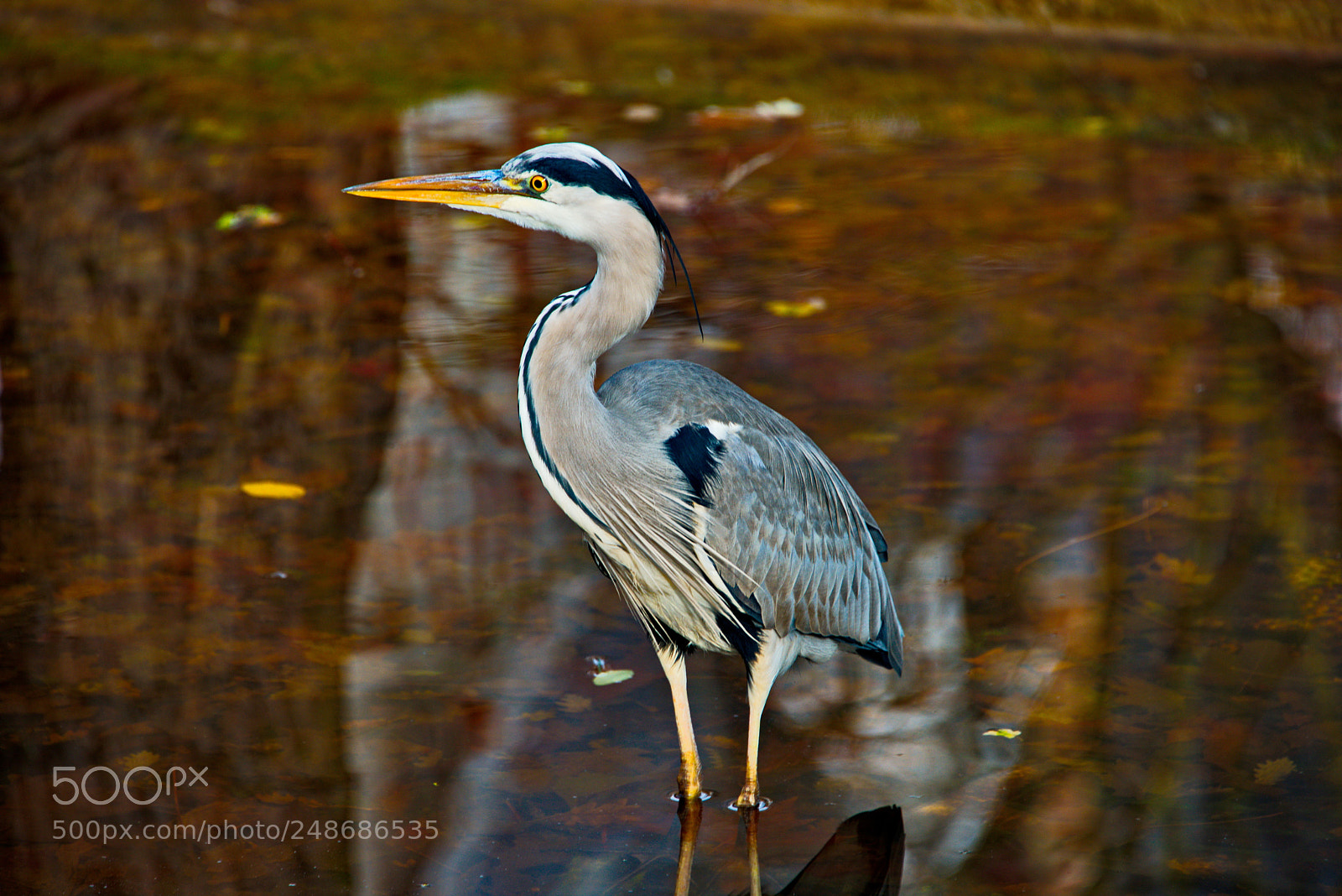 Nikon D800 sample photo. Grey heron photography
