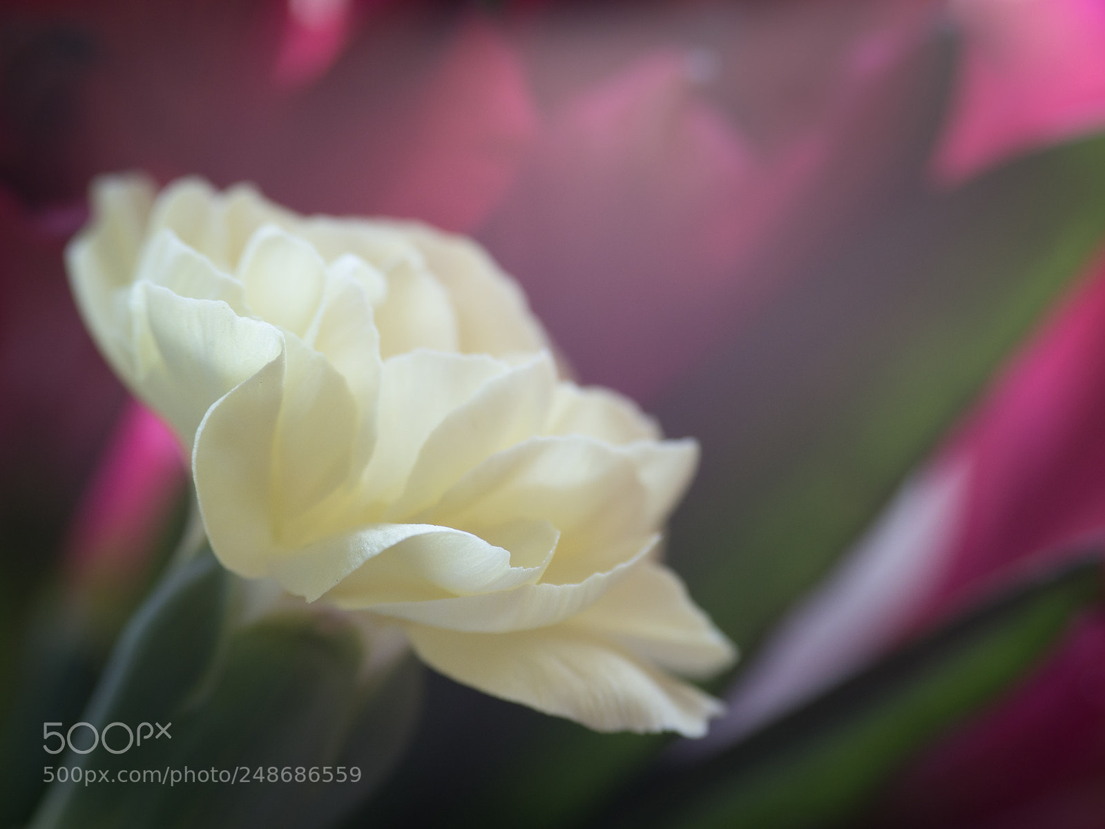 Olympus OM-D E-M10 II sample photo. Carnation and alstroemeria photography
