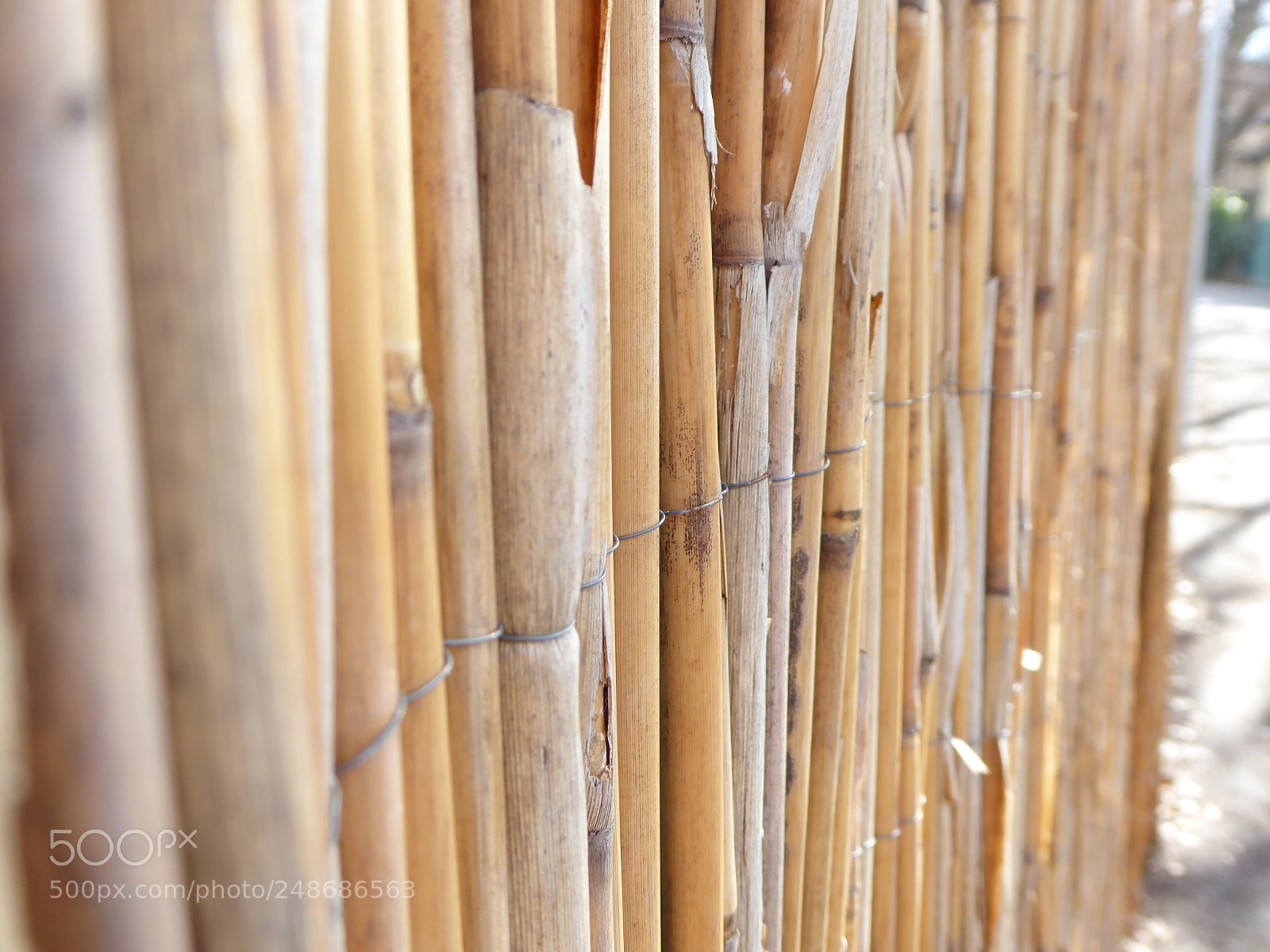Panasonic DMC-TZ71 sample photo. Winter_reed photography