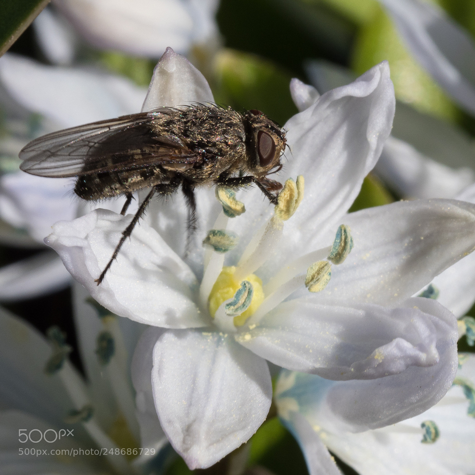 Olympus OM-D E-M1 Mark II sample photo. Fly photography