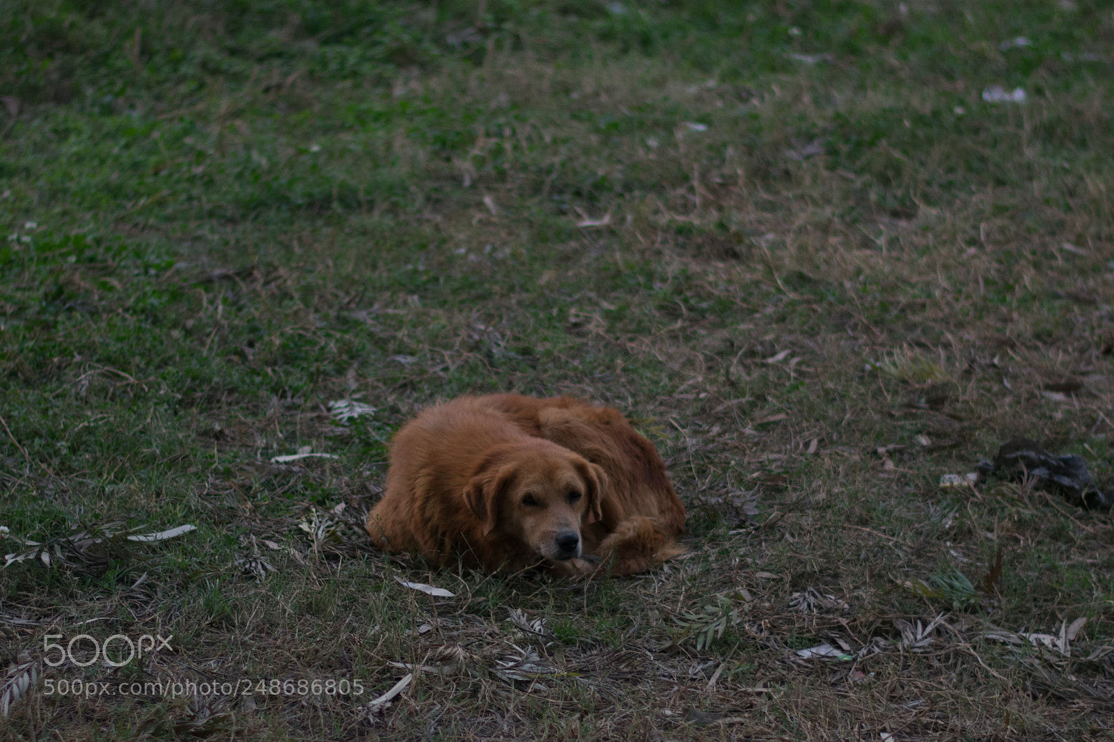 Nikon D3400 sample photo. A stray dog photography