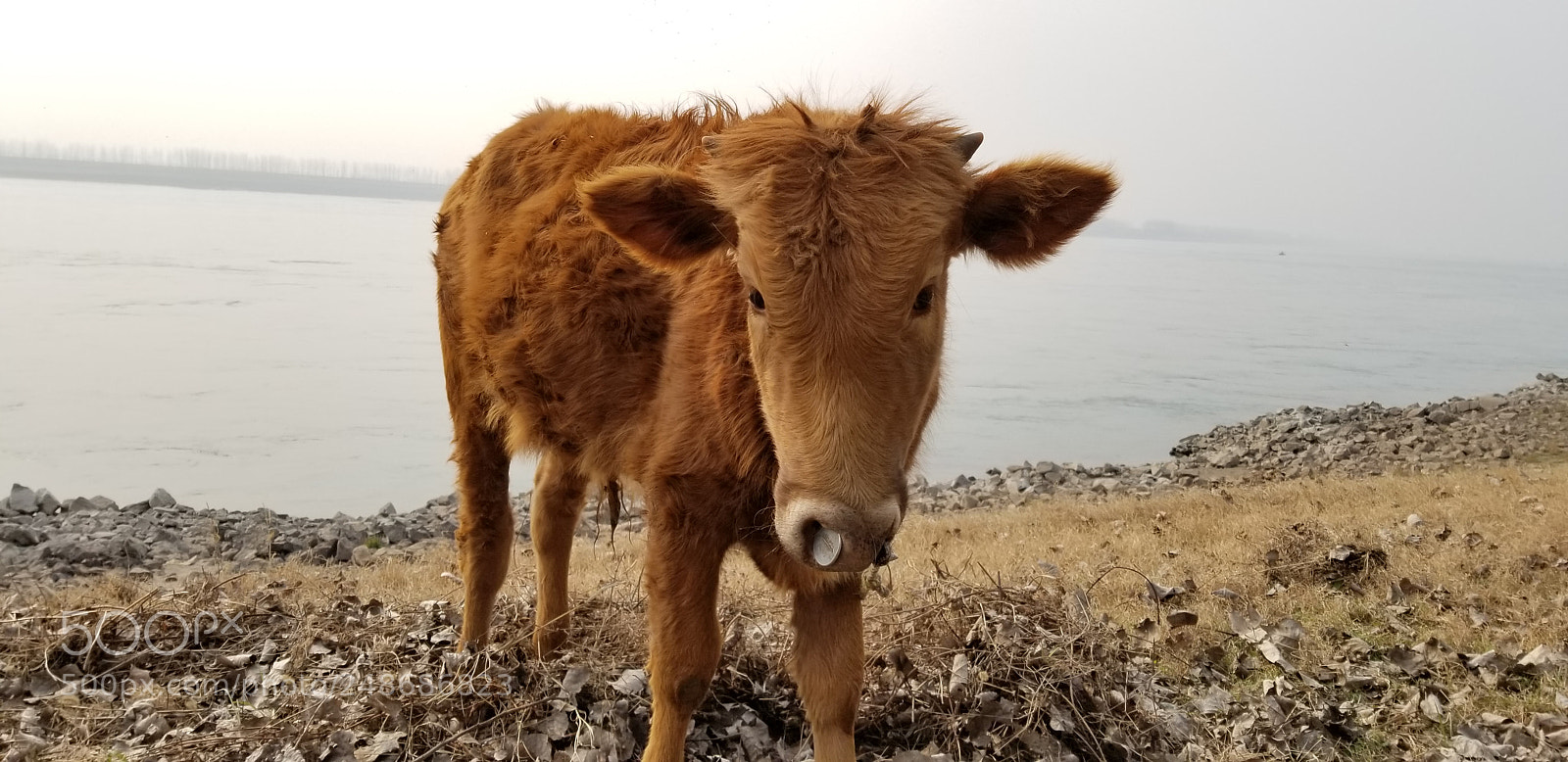 Samsung Galaxy S8 sample photo. Cattle near the yangtze photography