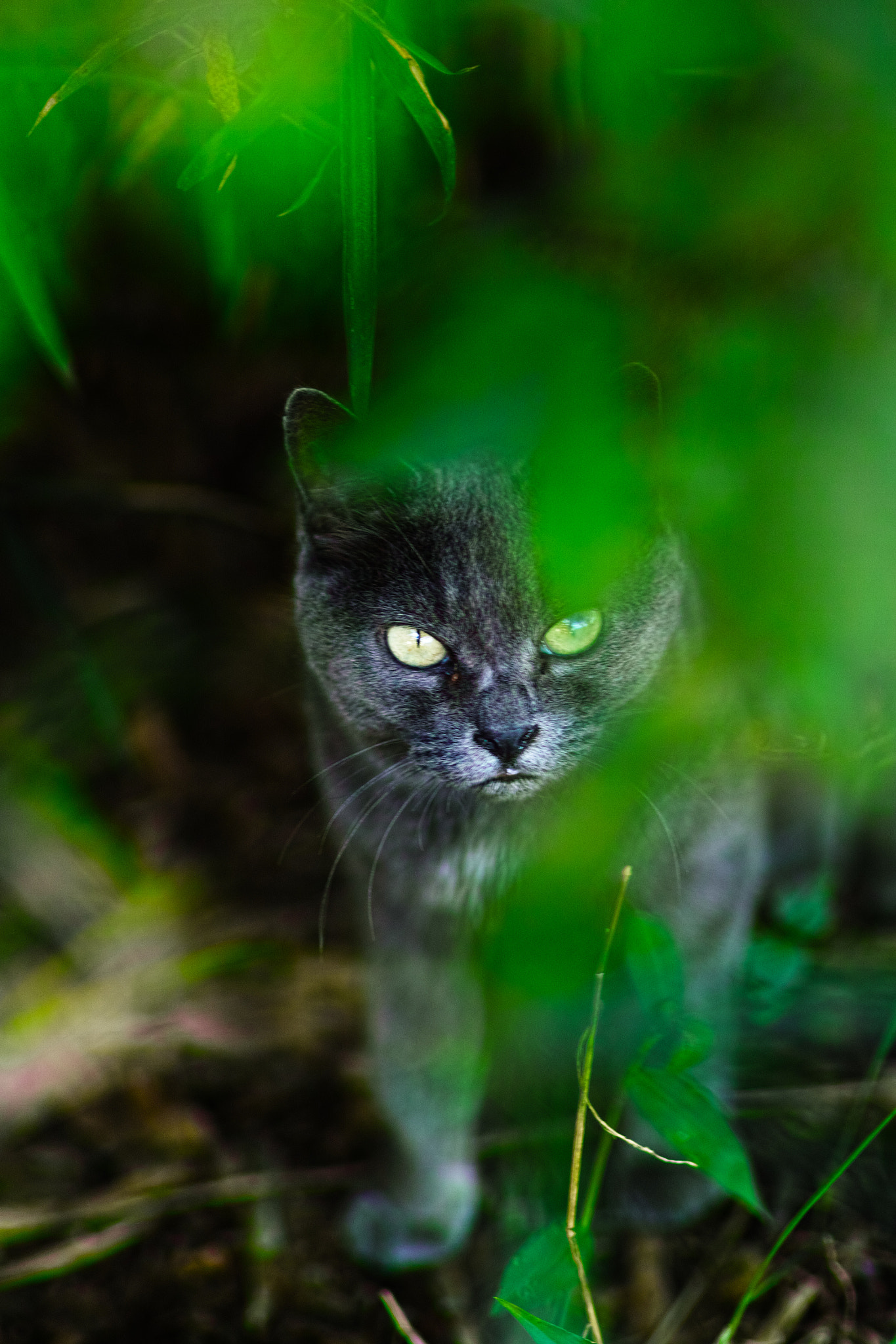 Sigma SD1 Merrill + Sigma 85mm F1.4 EX DG HSM sample photo. Cat every day photography
