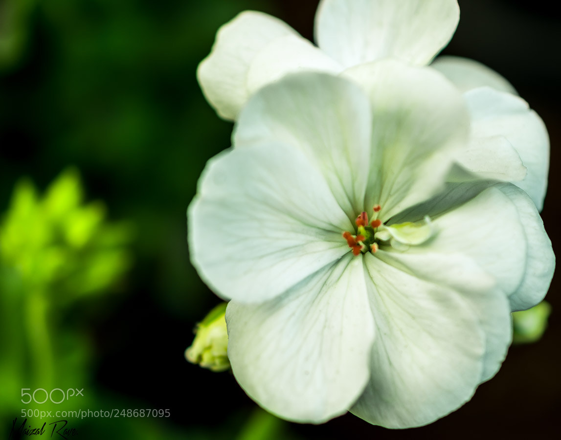 Nikon D3400 sample photo. Muy linda. photography