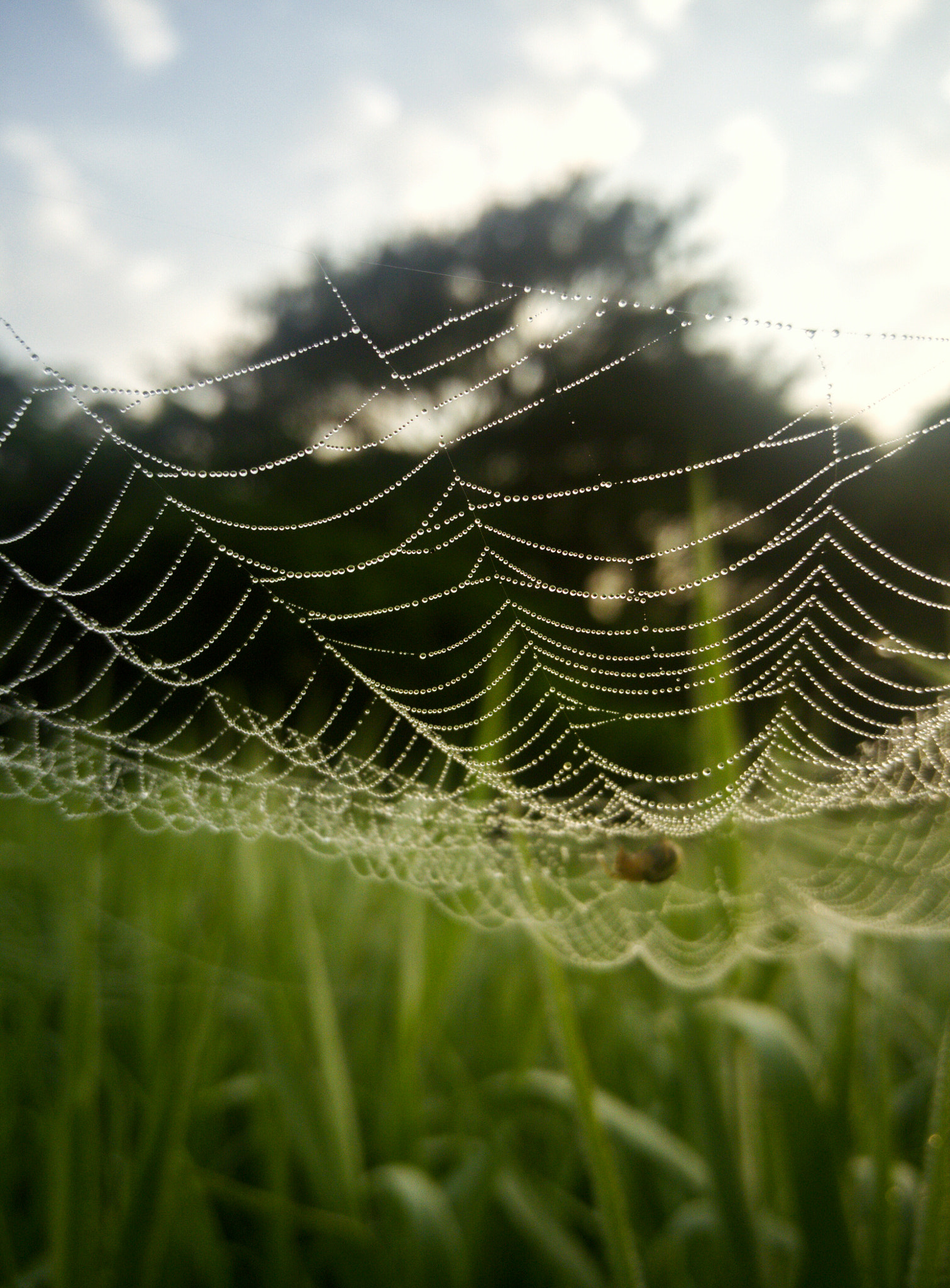 OnePlus 2 sample photo. Water pearls photography