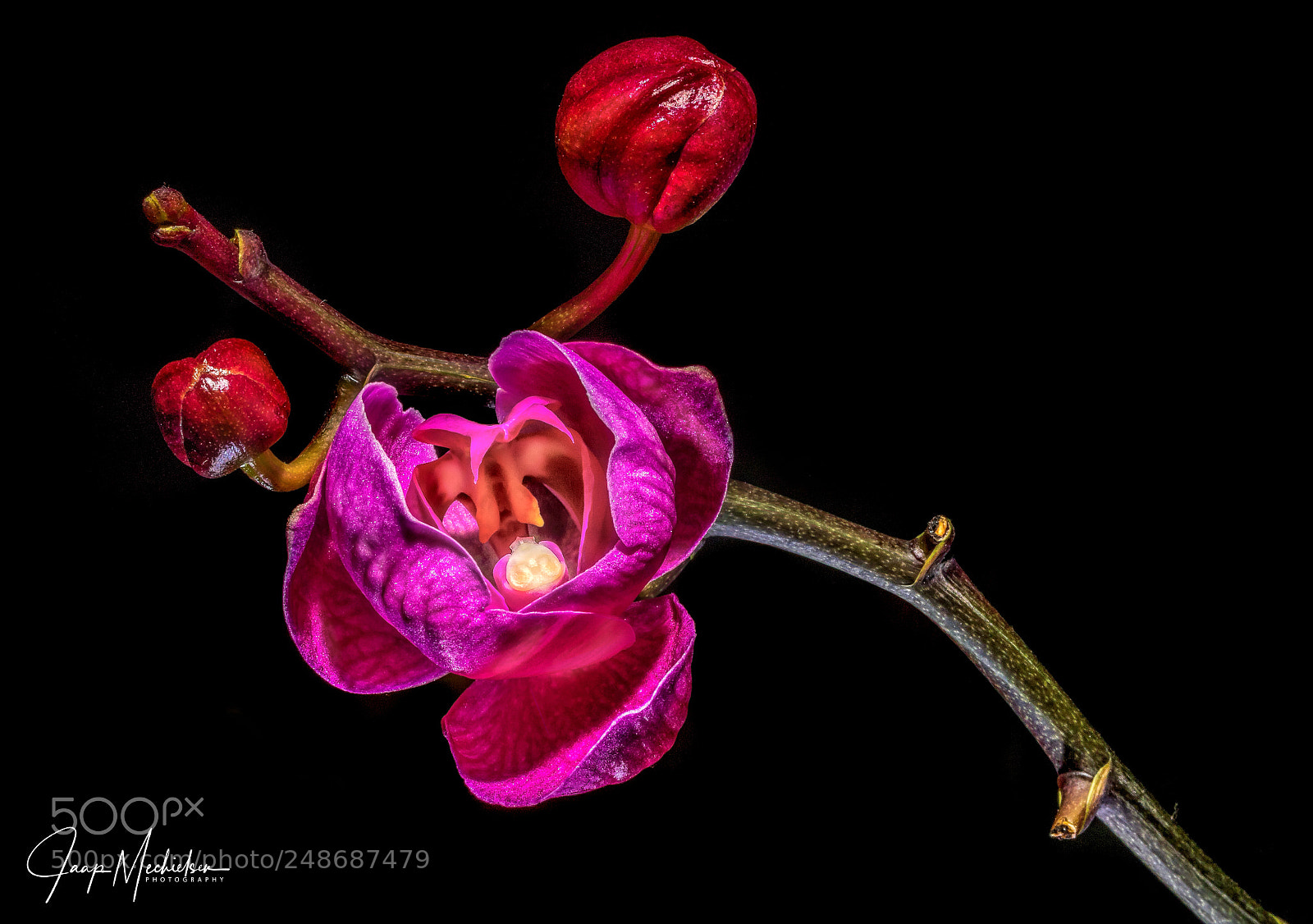 Canon EOS 7D Mark II sample photo. Phalaenopsis macro photography
