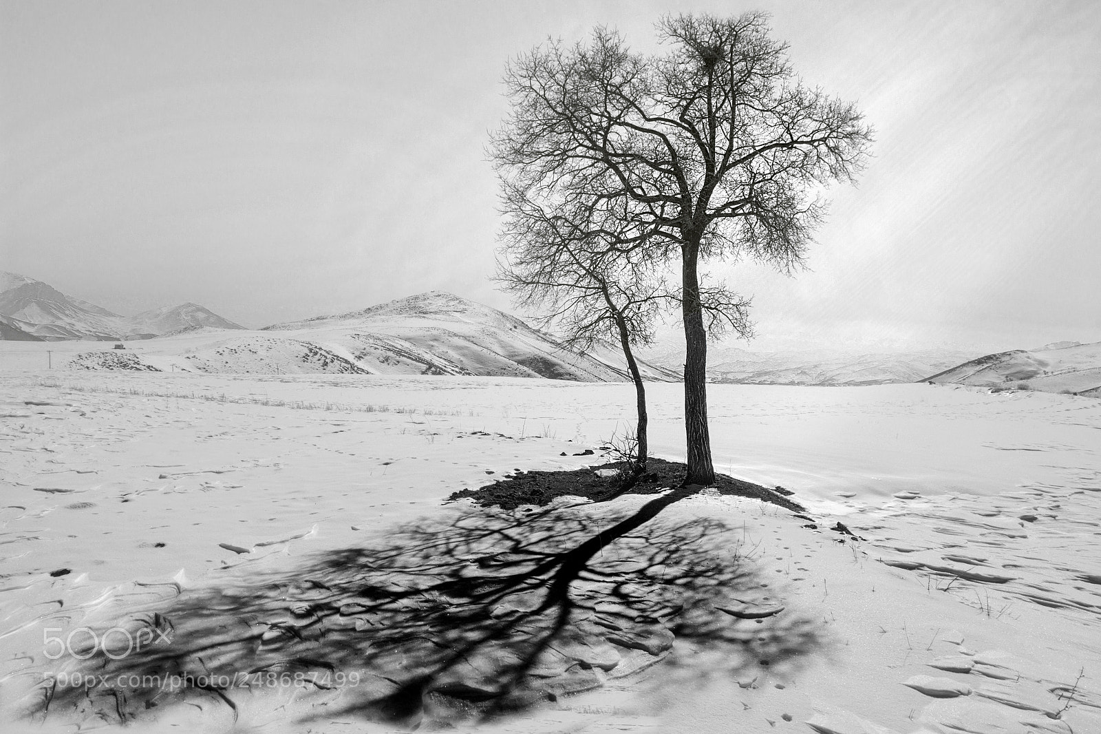 Canon EOS 60D sample photo. Shadow of tree photography
