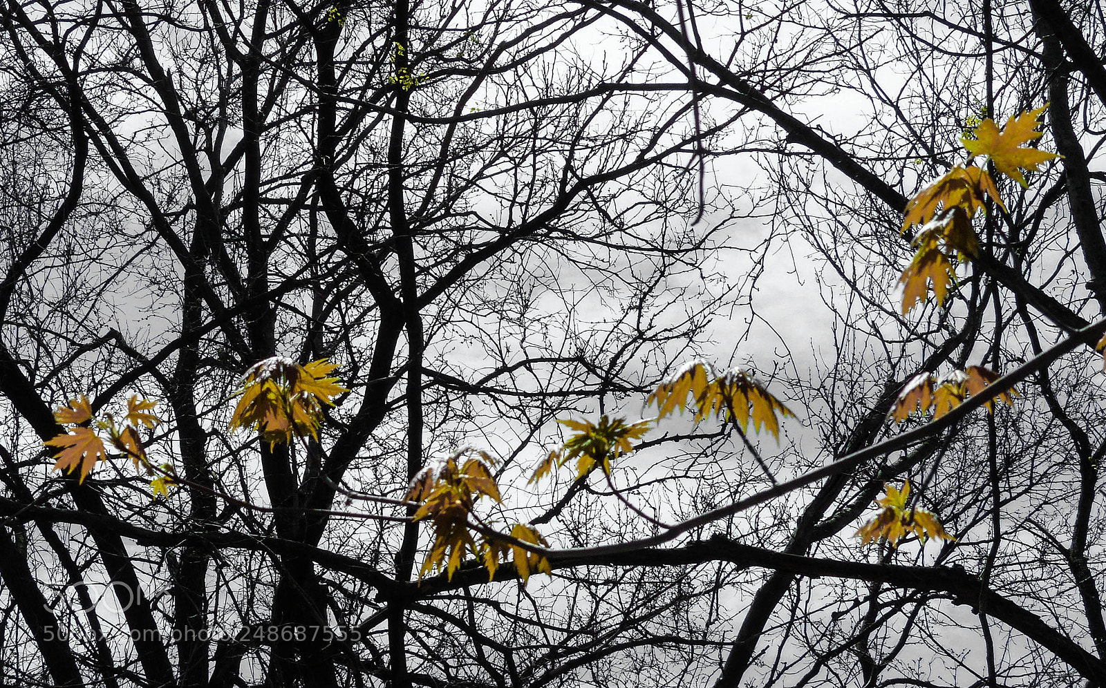 Panasonic Lumix DMC-FZ200 sample photo. Still there ii photography