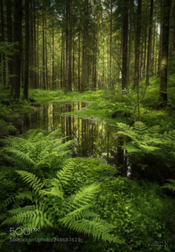 Nikon D800 sample photo. The mirror of forest photography