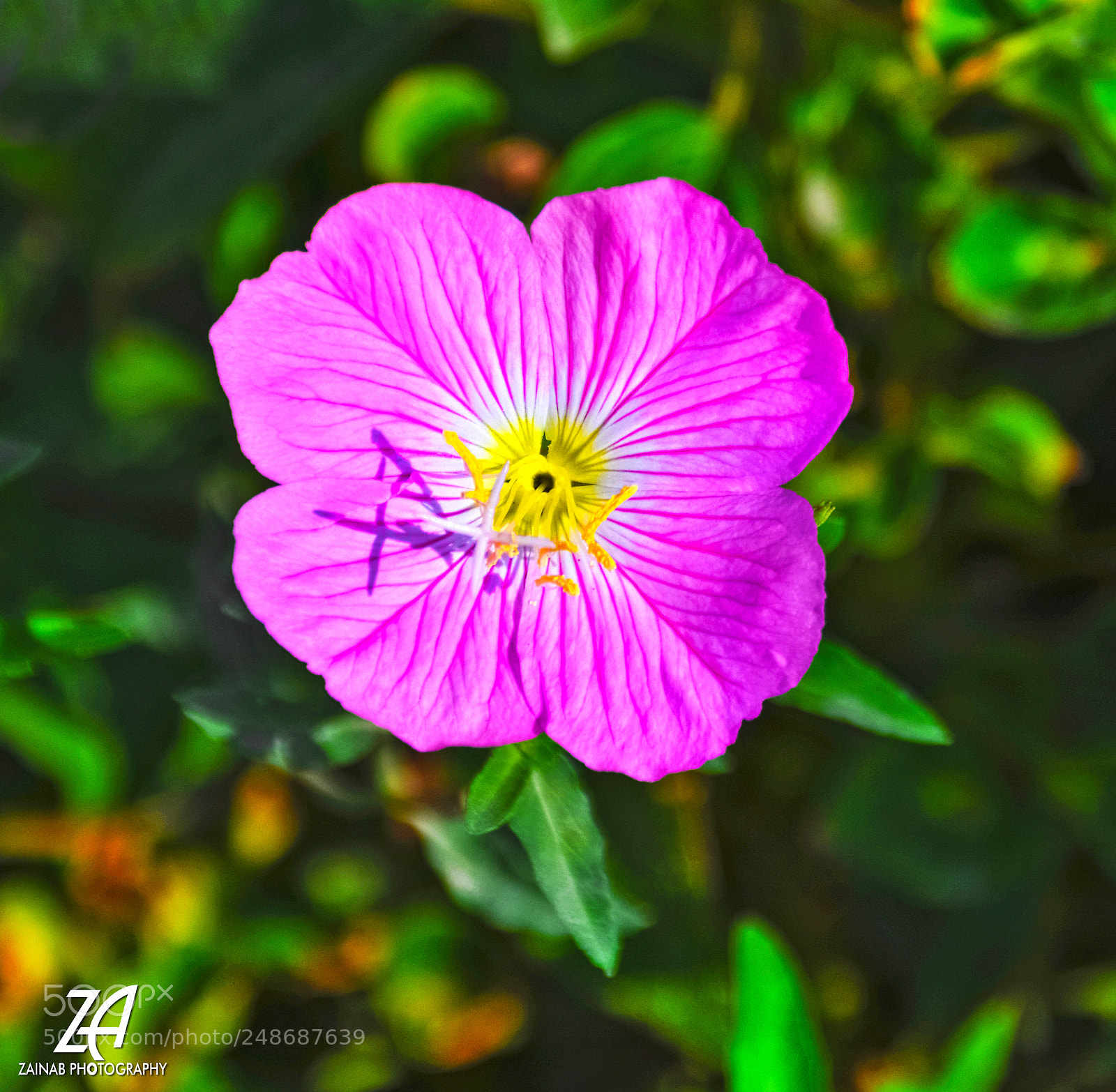 Nikon D5200 sample photo. Purple photography