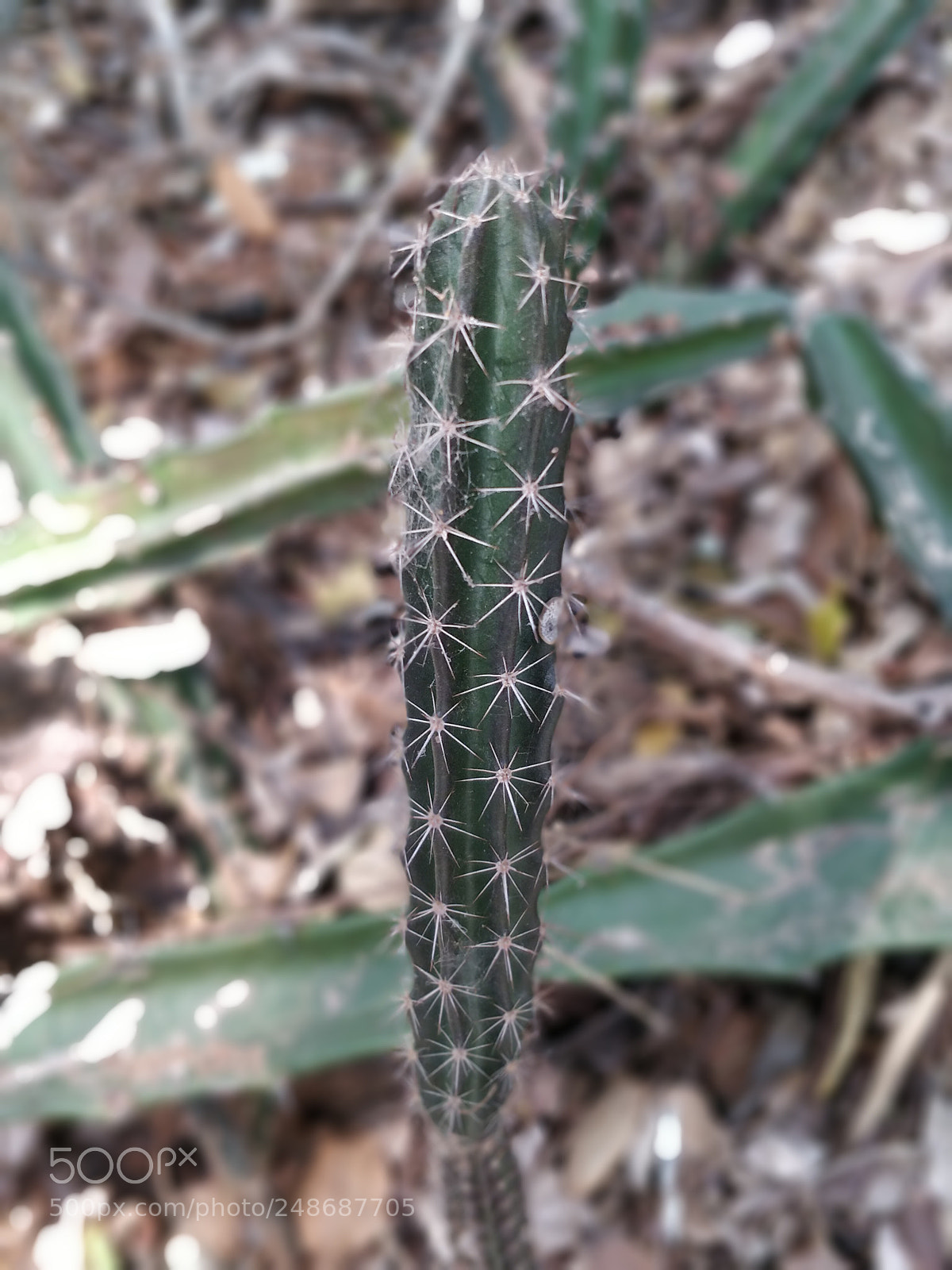 OnePlus 5 sample photo. ? cactus photography